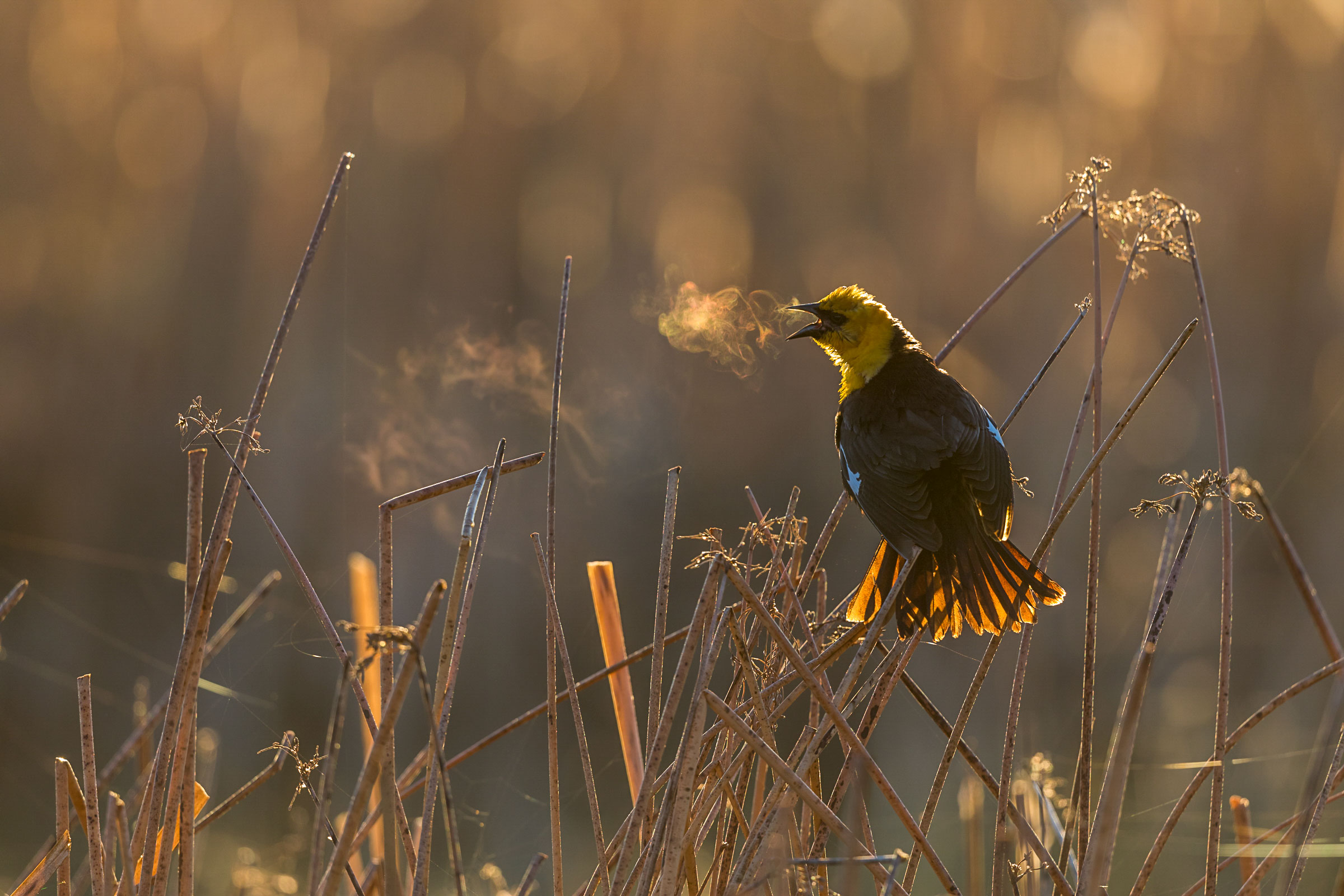 A Yellow-headed Blackbird sings in the reeds, its breath visible in the early morning sun rising behind it. A Yellow-headed Blackbird sings in the reeds, its breath visible in the early morning sun rising behind it.