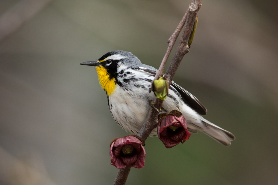 Yellow-throated Warbler Yellow-throated Warbler. Yellow-throated Warbler. Gary Robinette/Audubon Photography Awards