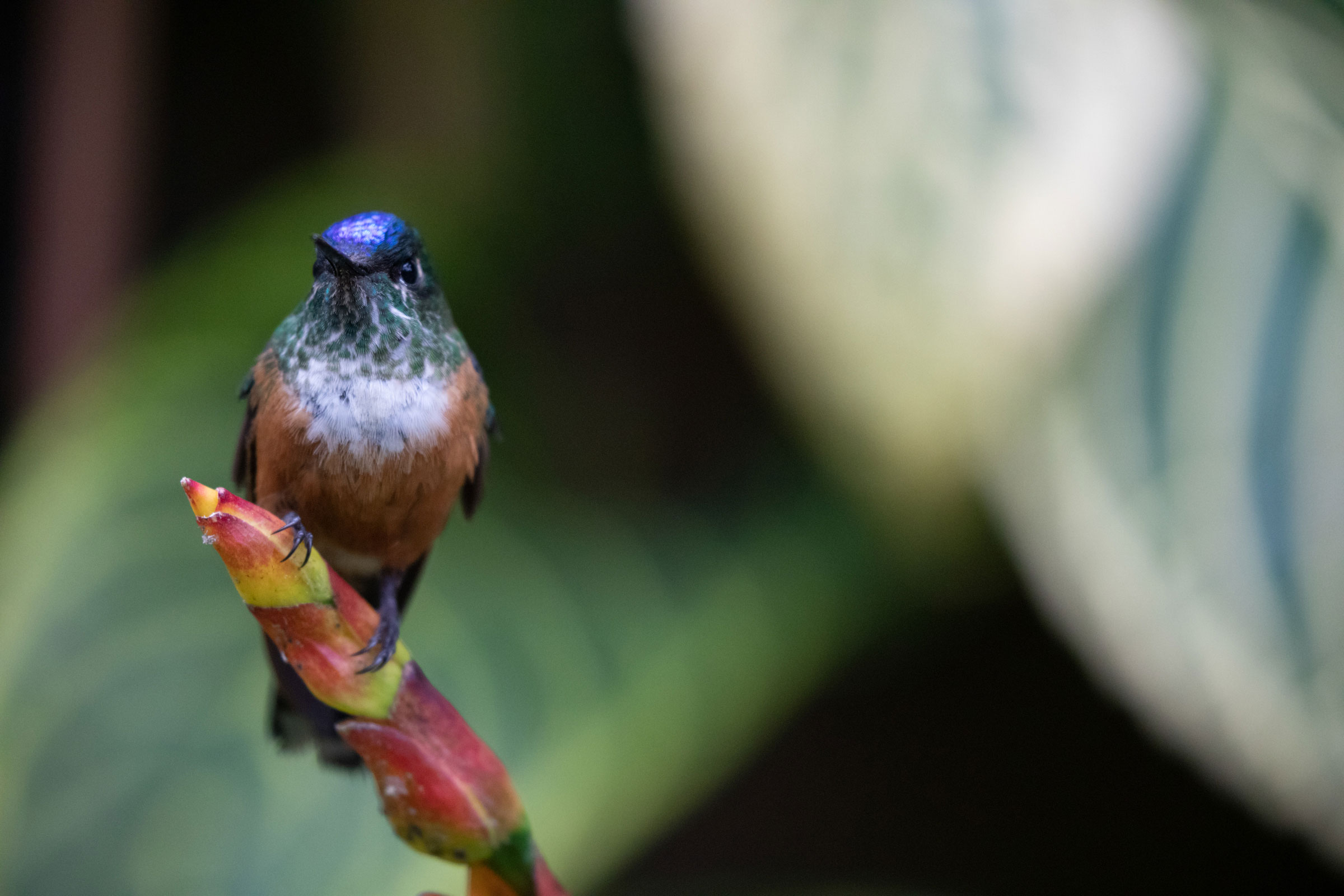 Cometa Colivioleta fotografiado en Nariño, Colombia. Luke Franke/Audubon