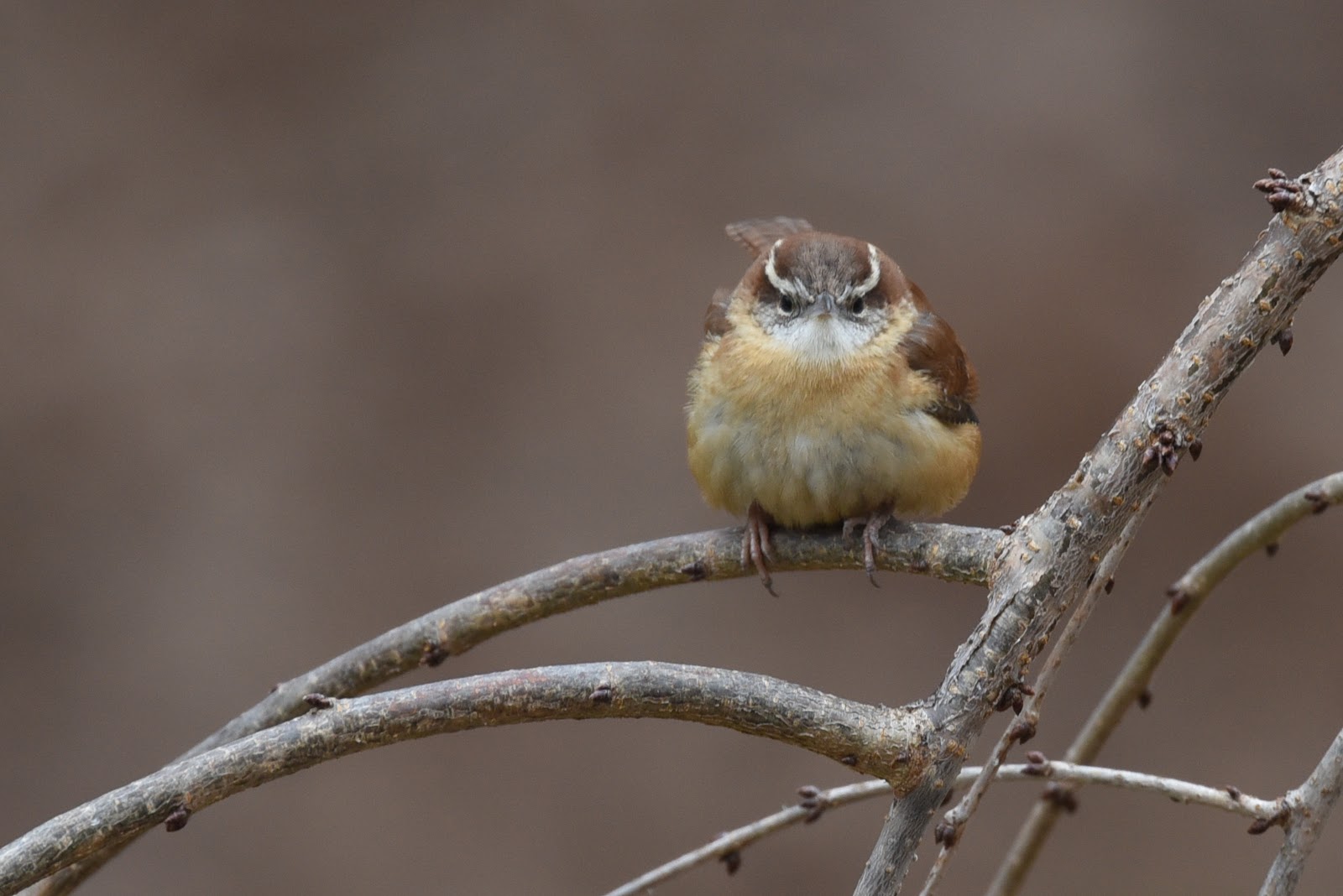 Carolina Wren Carolina Wren