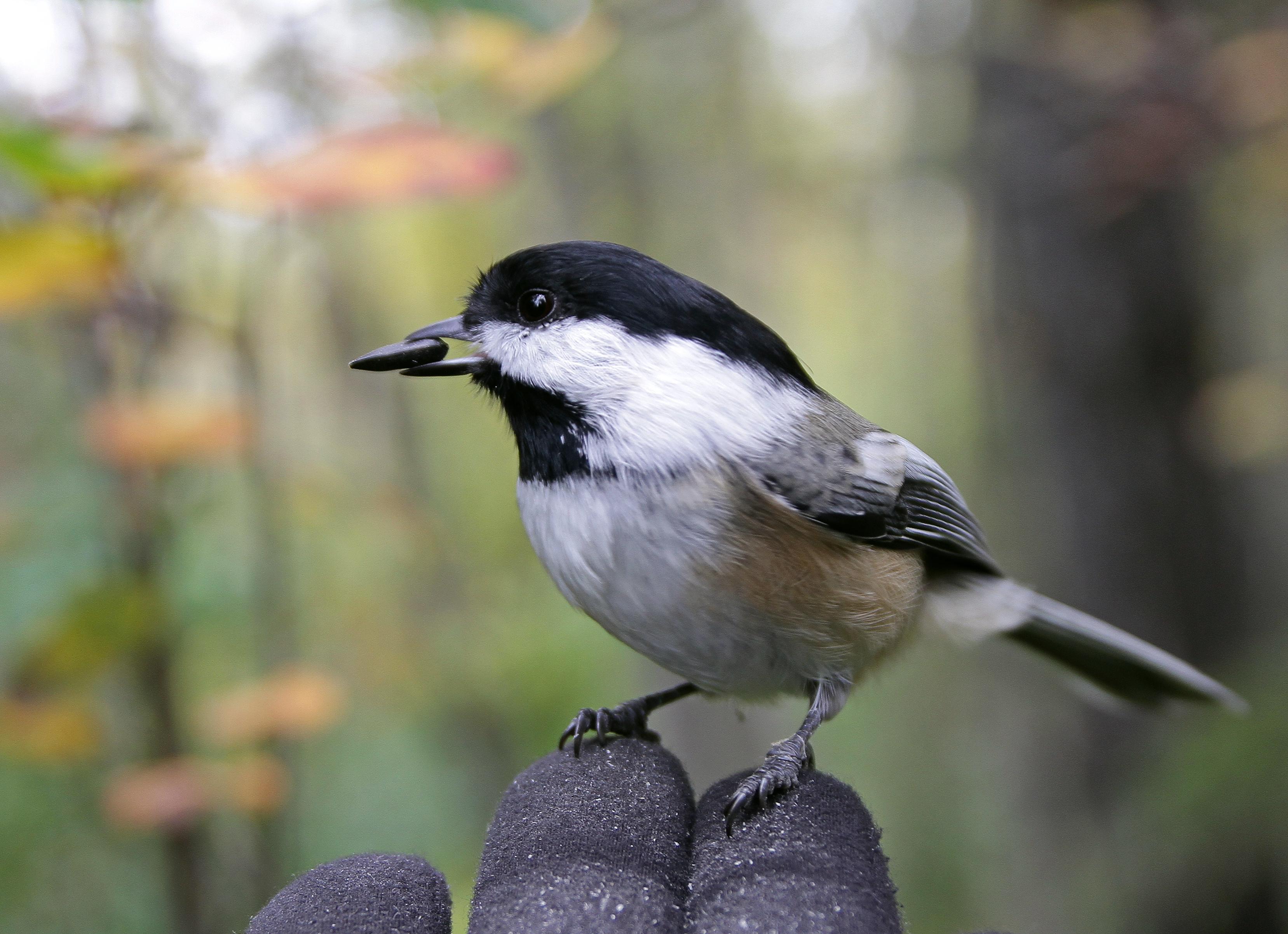 Black-capped Chickadee Black-capped Chickadee. Black-capped Chickadee. John Pizniur/Great Backyard Bird Count