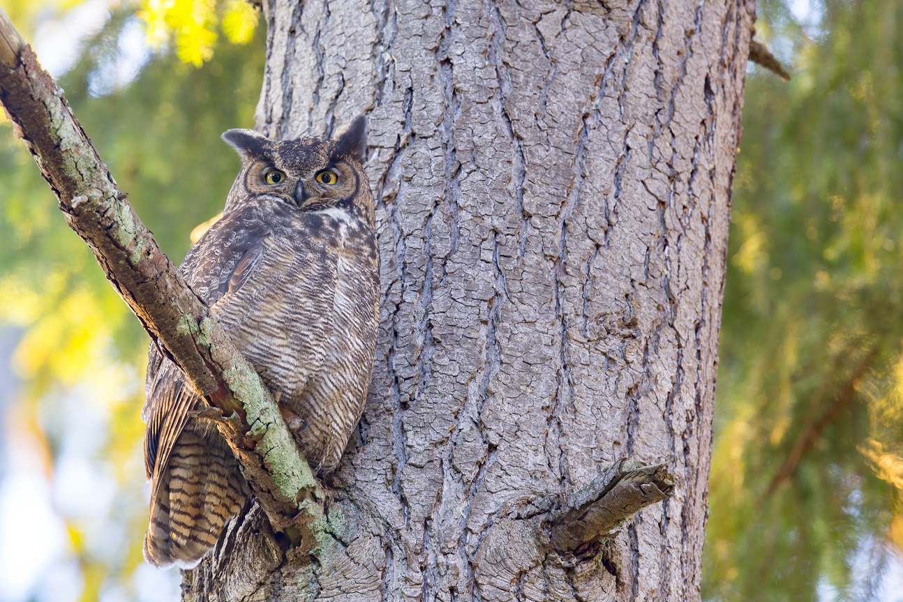 Great Horned Owl Great Horned Owl. Great Horned Owl. Mick Thompson