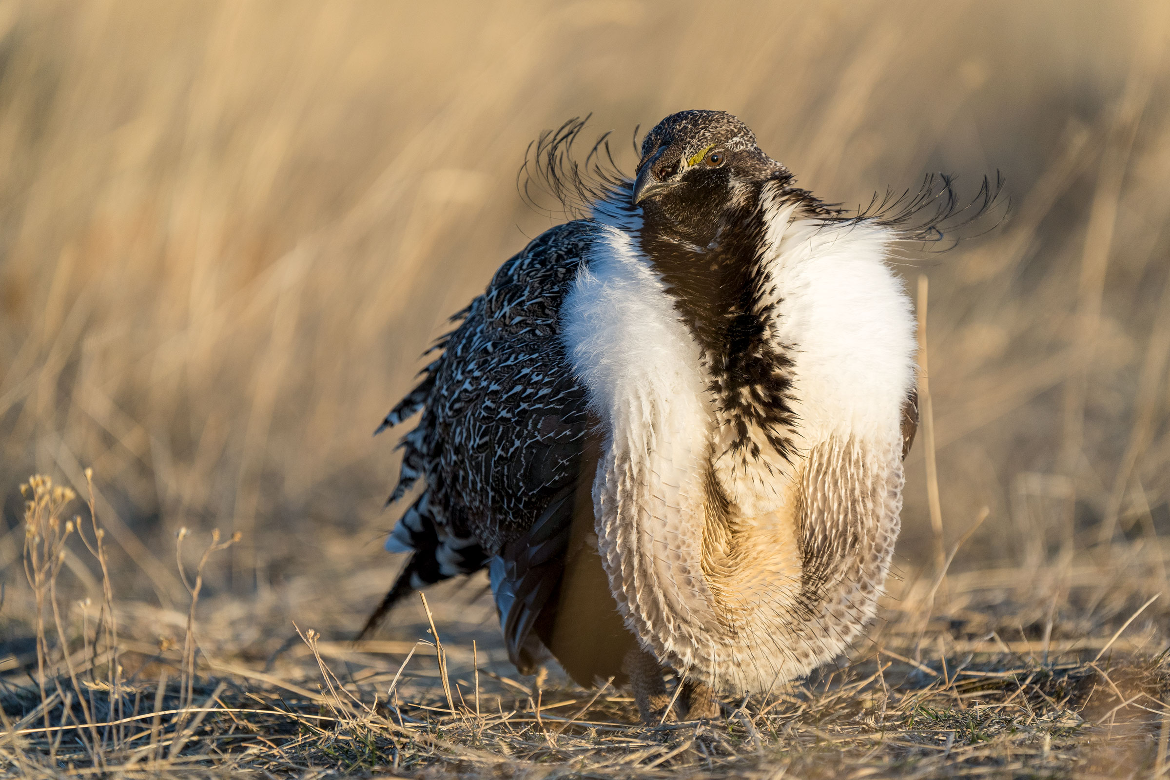 Greater Sage-Grouse. Evan Barrientos/Audubon Rockies