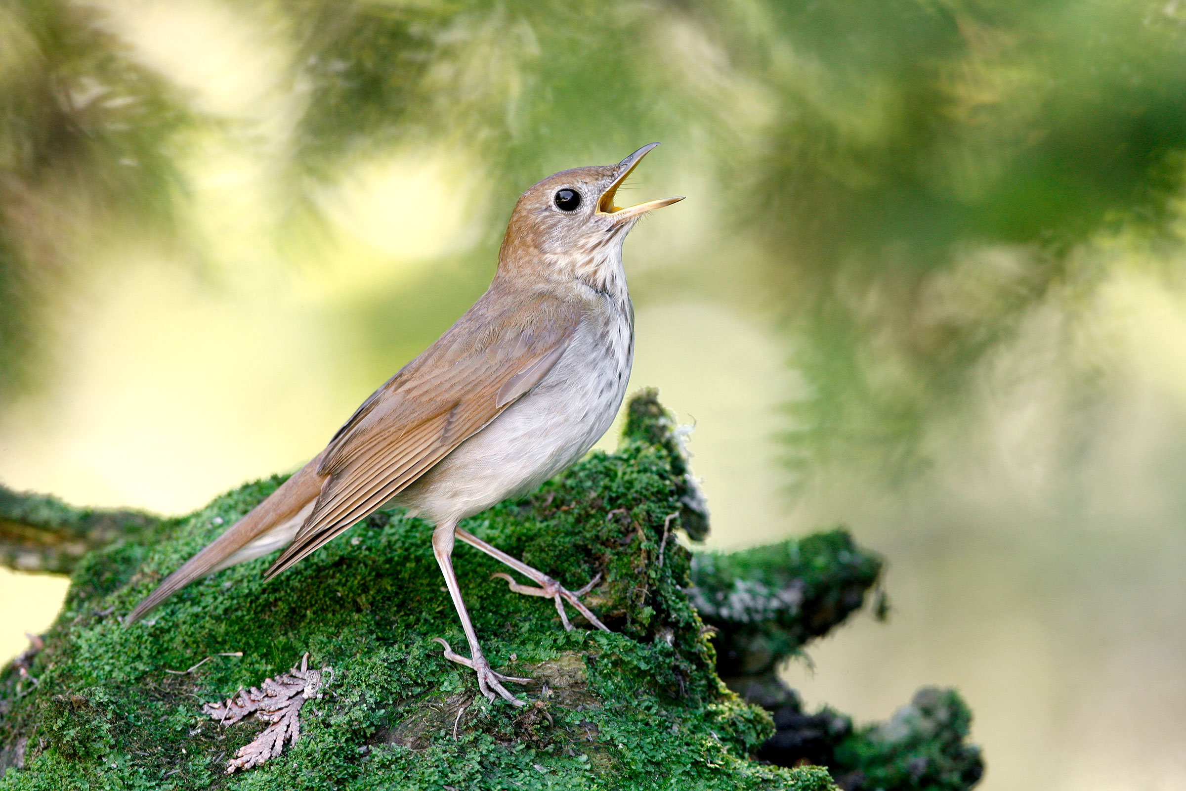what-are-songbirds-and-what-are-they-injuredly
