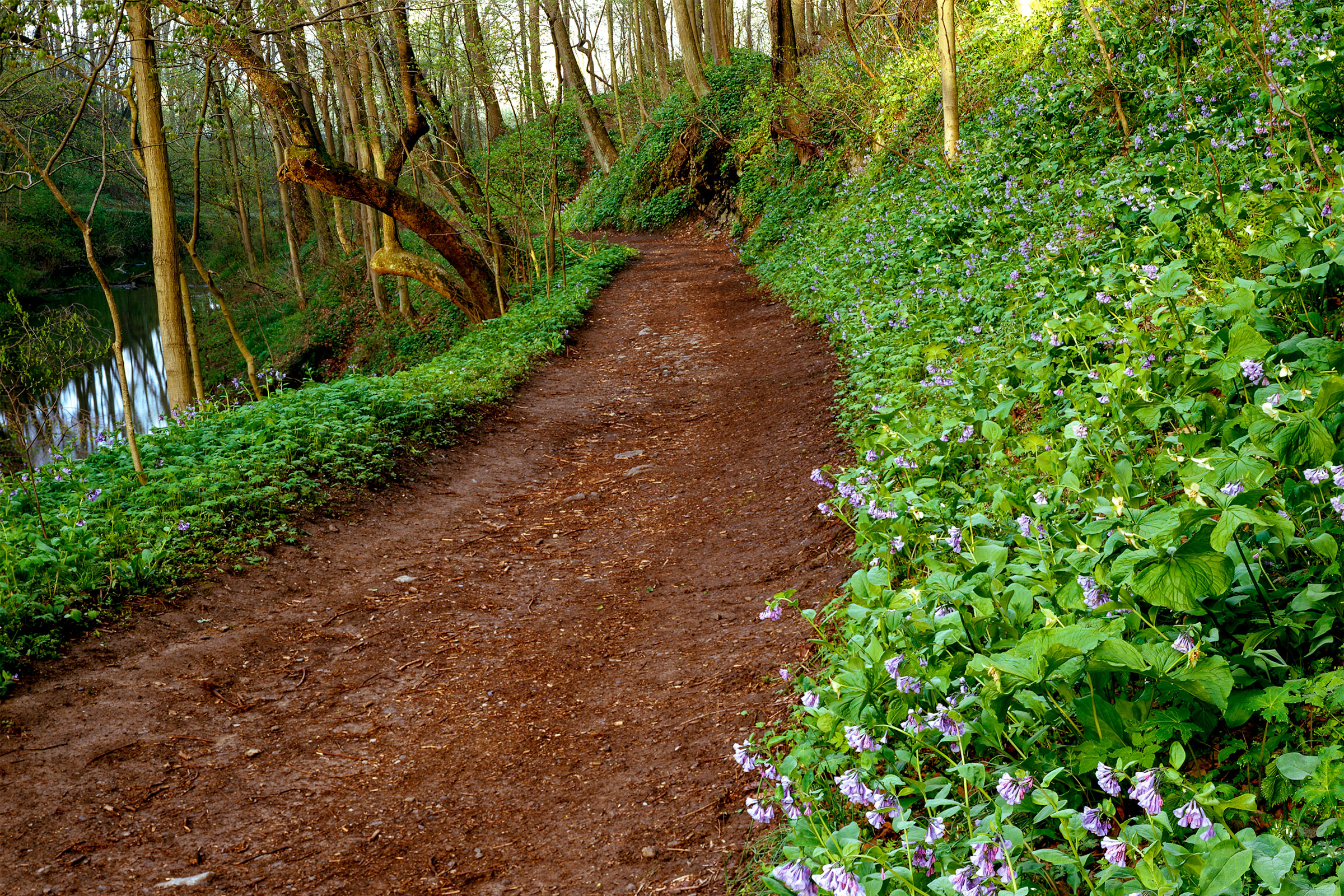 Shenks Ferry Wildflower Preserve. H. Mark Weidman/Alamy