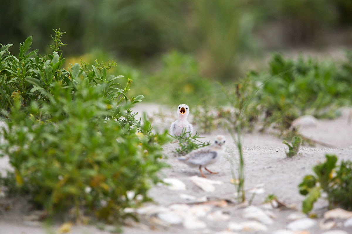 These older Least Tern chicks are mobile—and prone to wandering beyond symbolic string fencing around their colony. Jim Verhagen