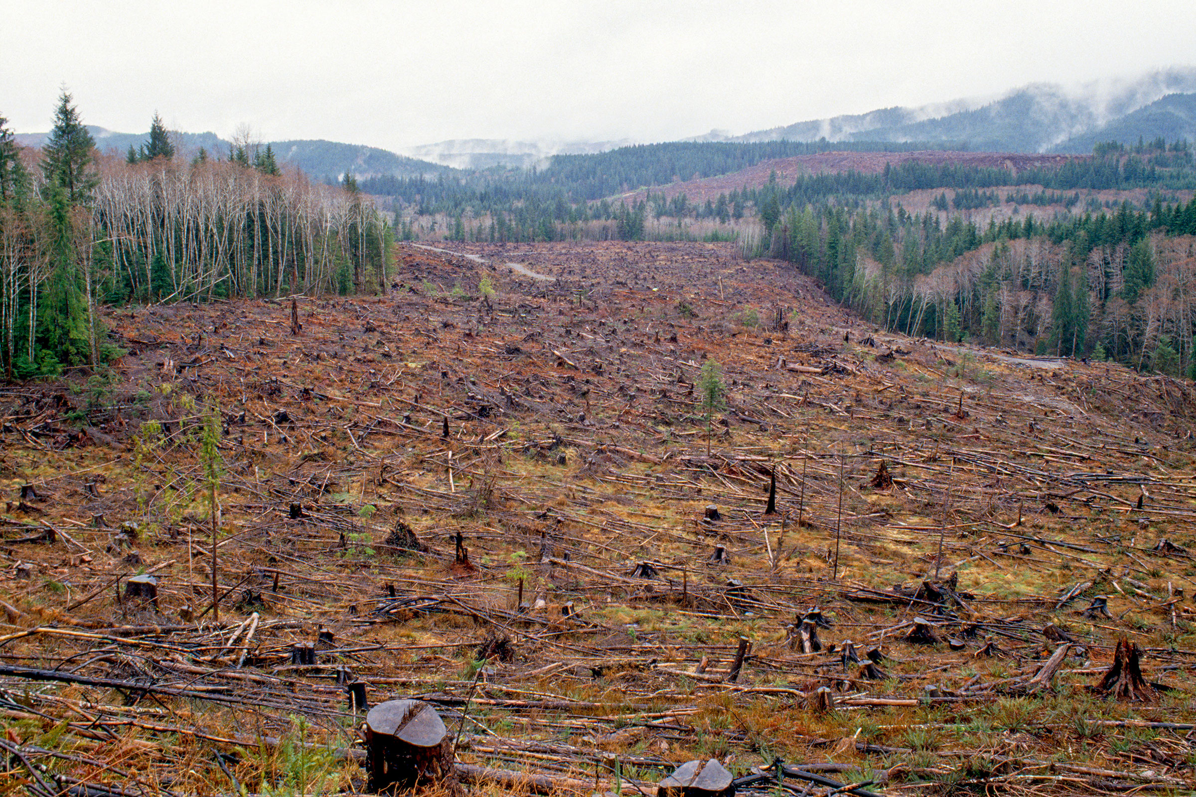Logging operation in Washington. H. Mark Weidman Photography/Alamy