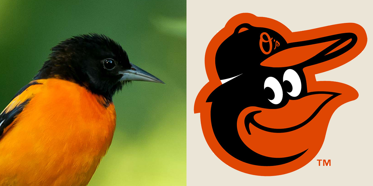 Left: Baltimore Oriole. Mark Boyd/Audubon Photography Awards. Right: Baltimore Orioles logo