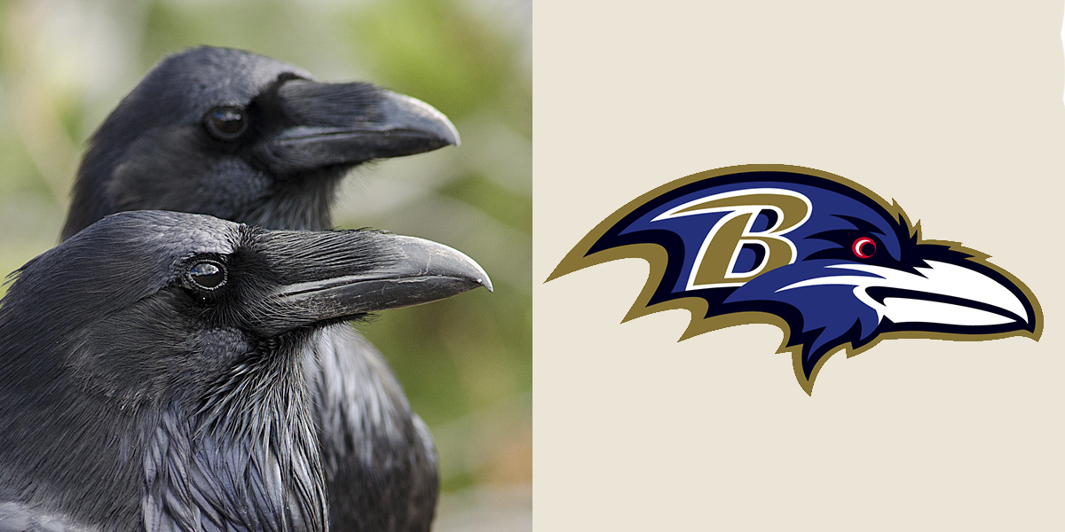 Left: Common Ravens. Deidre Lantz/Audubon Photography Awards. Right: Baltimore Ravens logo