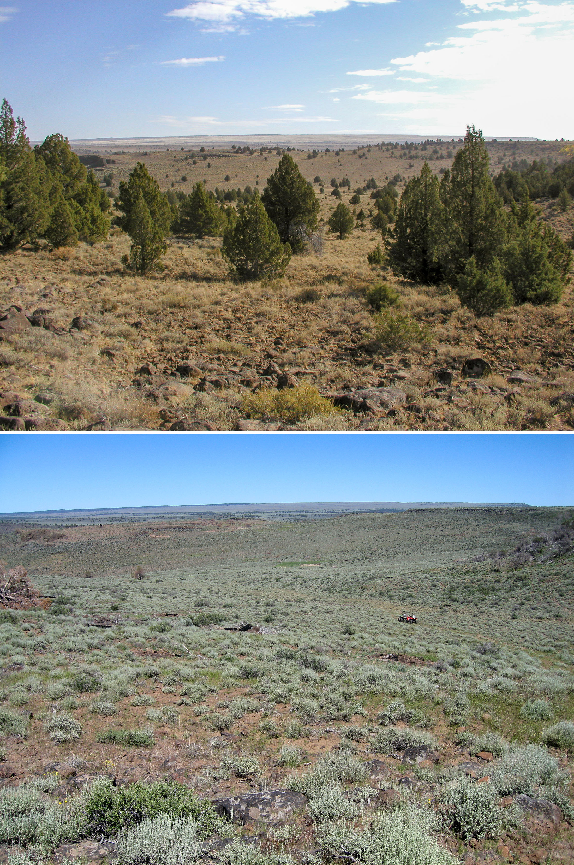 Before and after conifer removal in the treatment area in southern Oregon. Photos: Todd Forbes/BLM