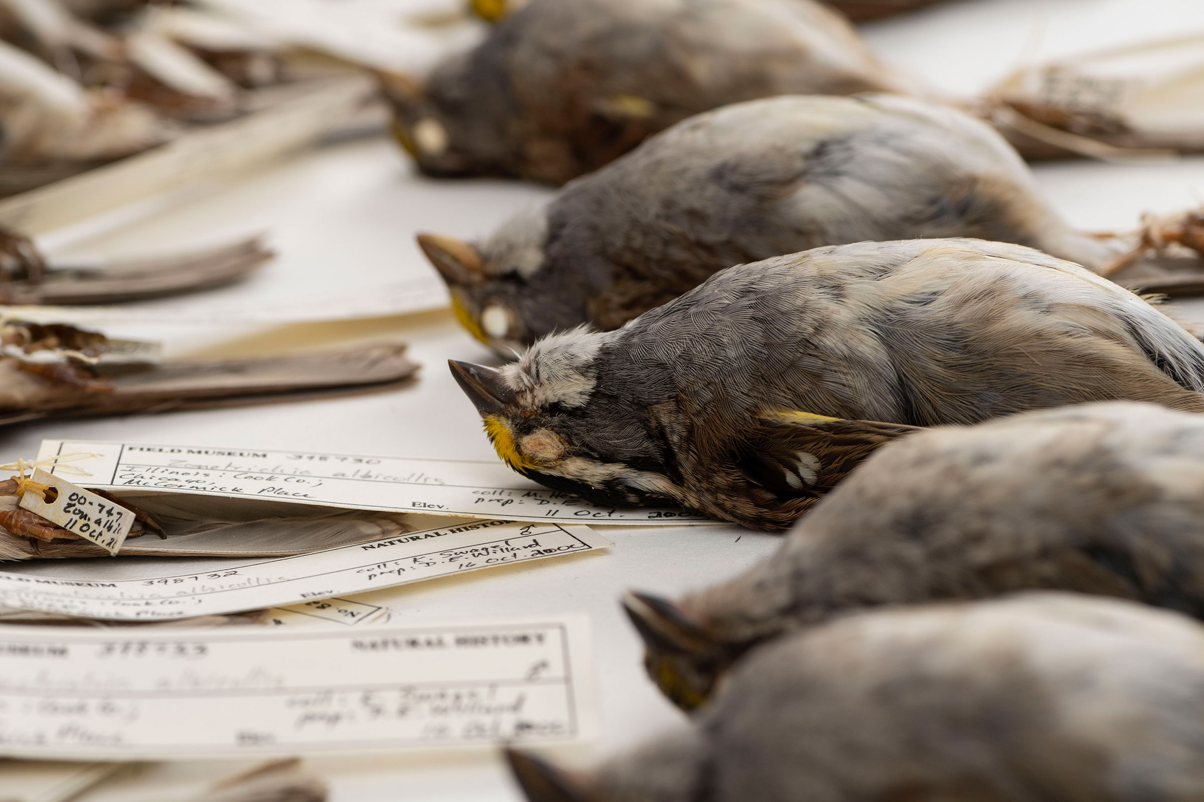 White-throated Sparrows that died after colliding with buildings in Chicago and were collected by researchers at the Field Museum. Roger Hart/University of Michigan