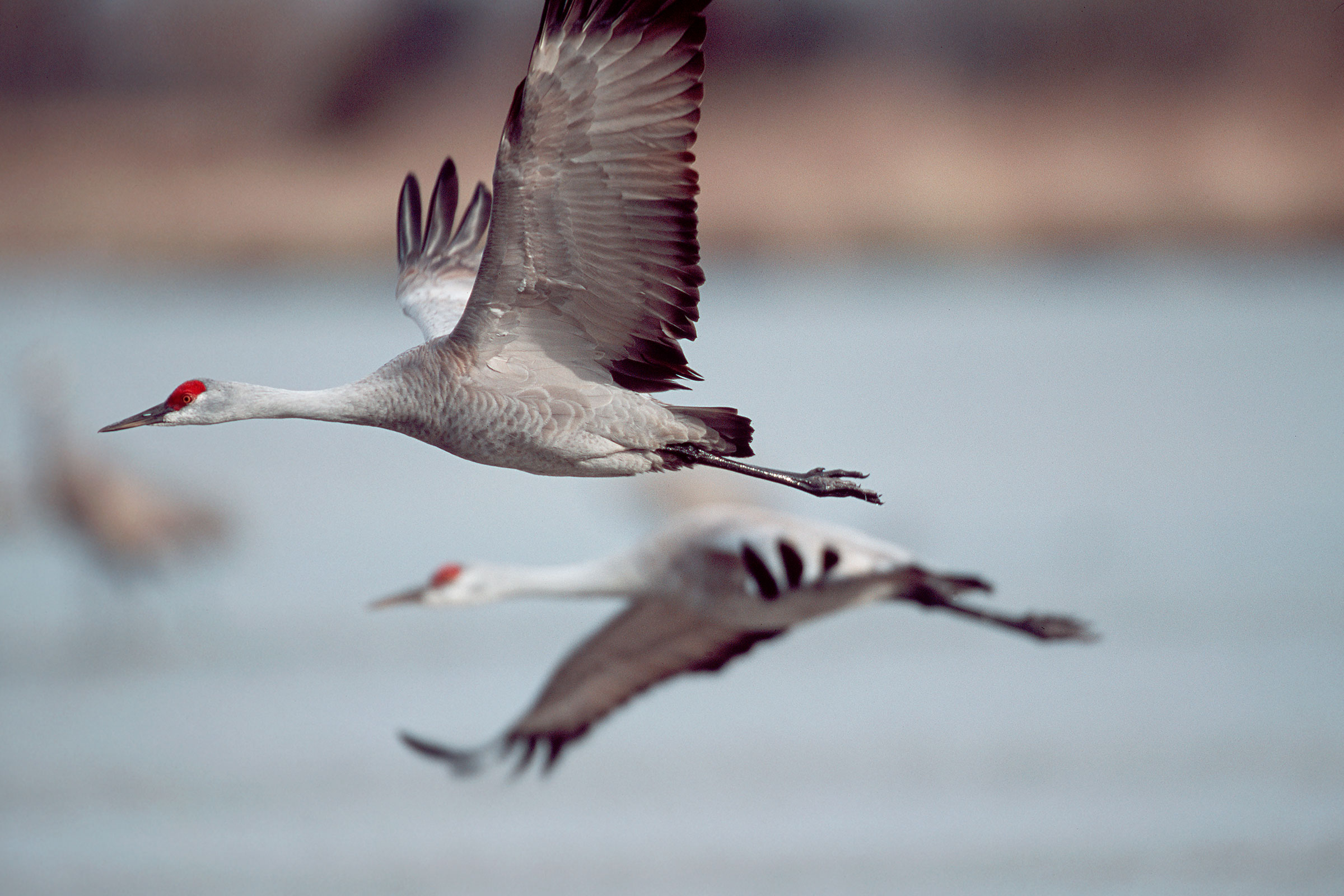 Sandhill Cranes in flight over the Platte River. Joel Sartore