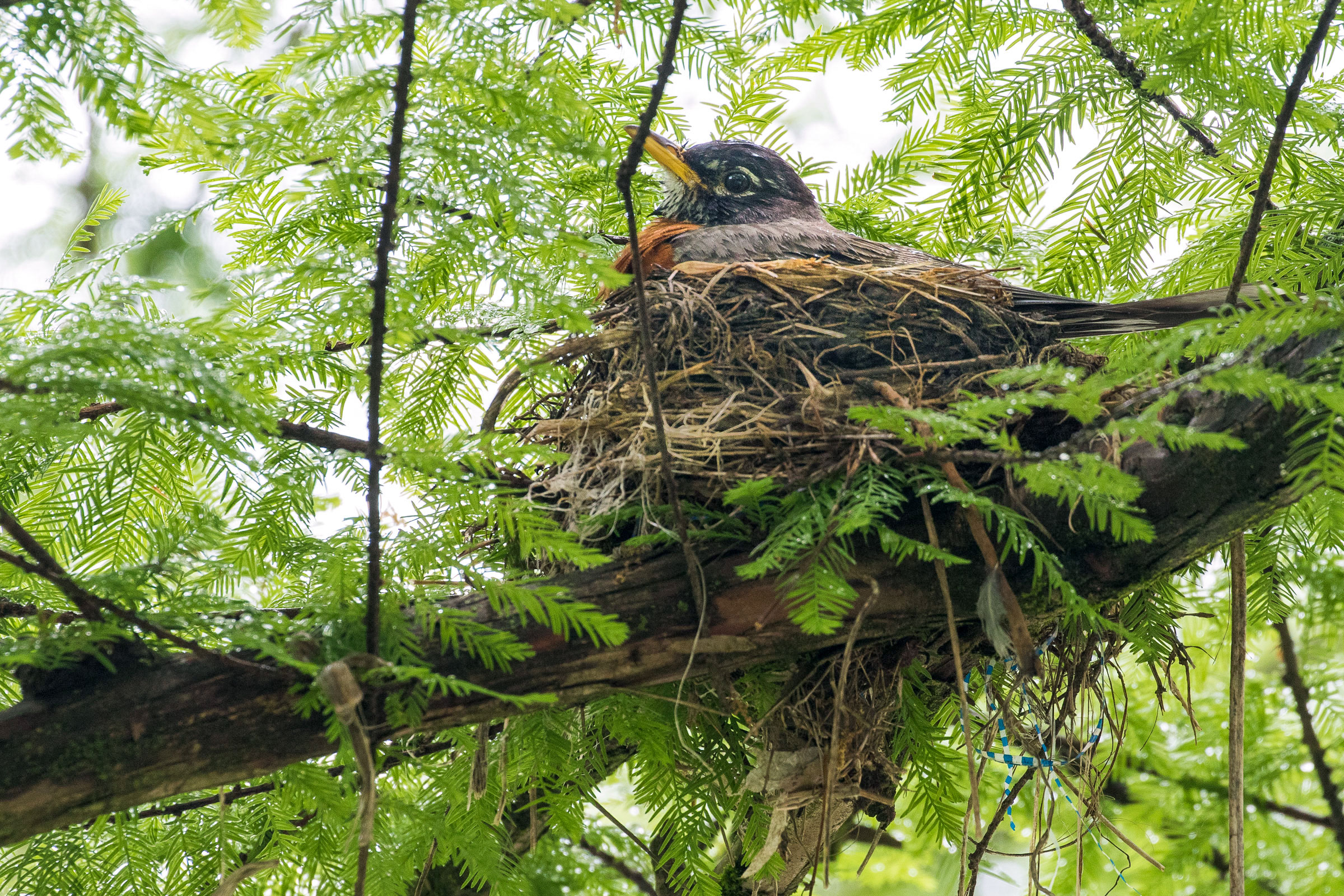 American Robin. Noppadol Paothong