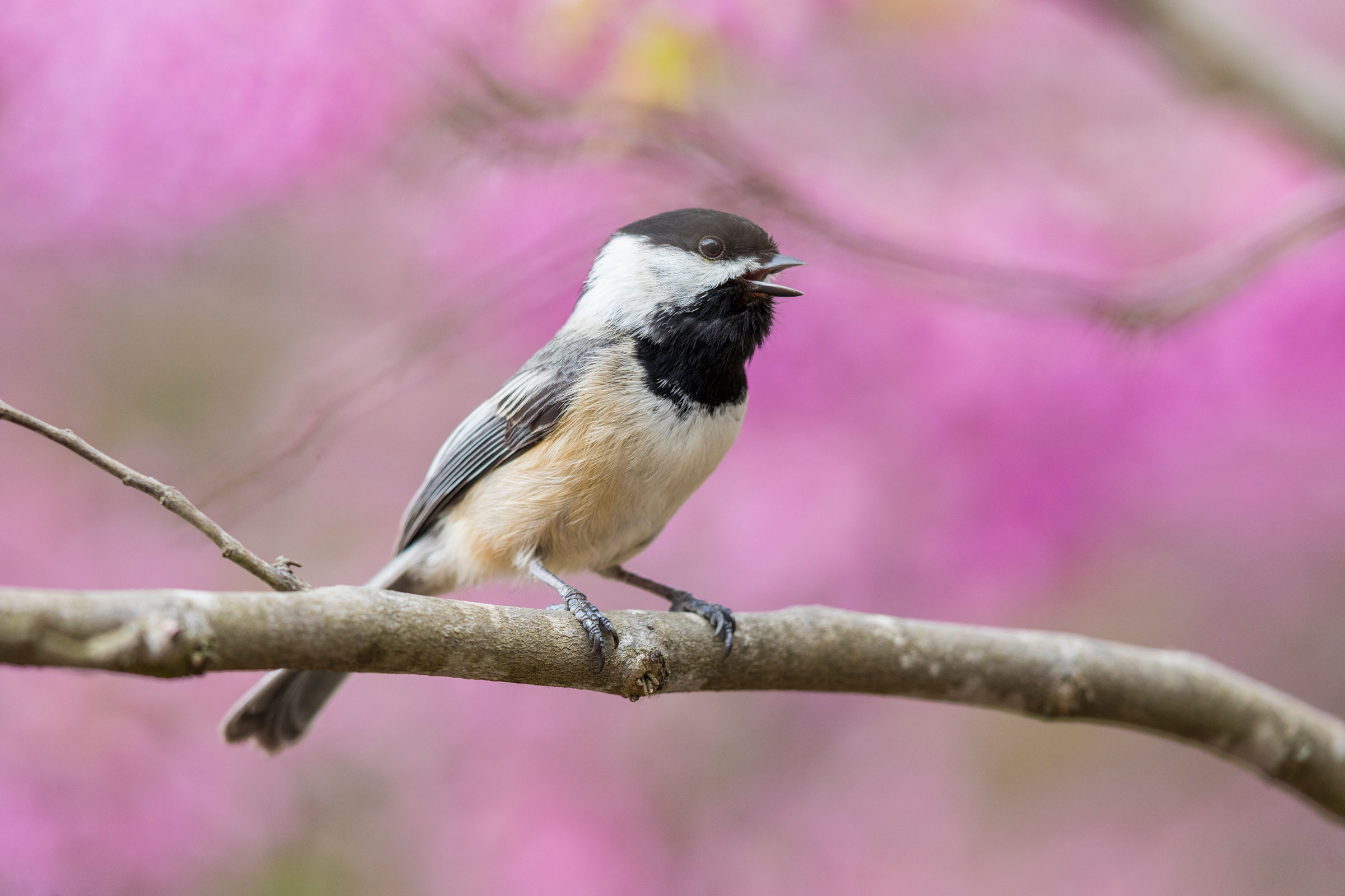 A Black-capped Chickadee sings on a branch of Eastern Redbud. Noppadol Paothong