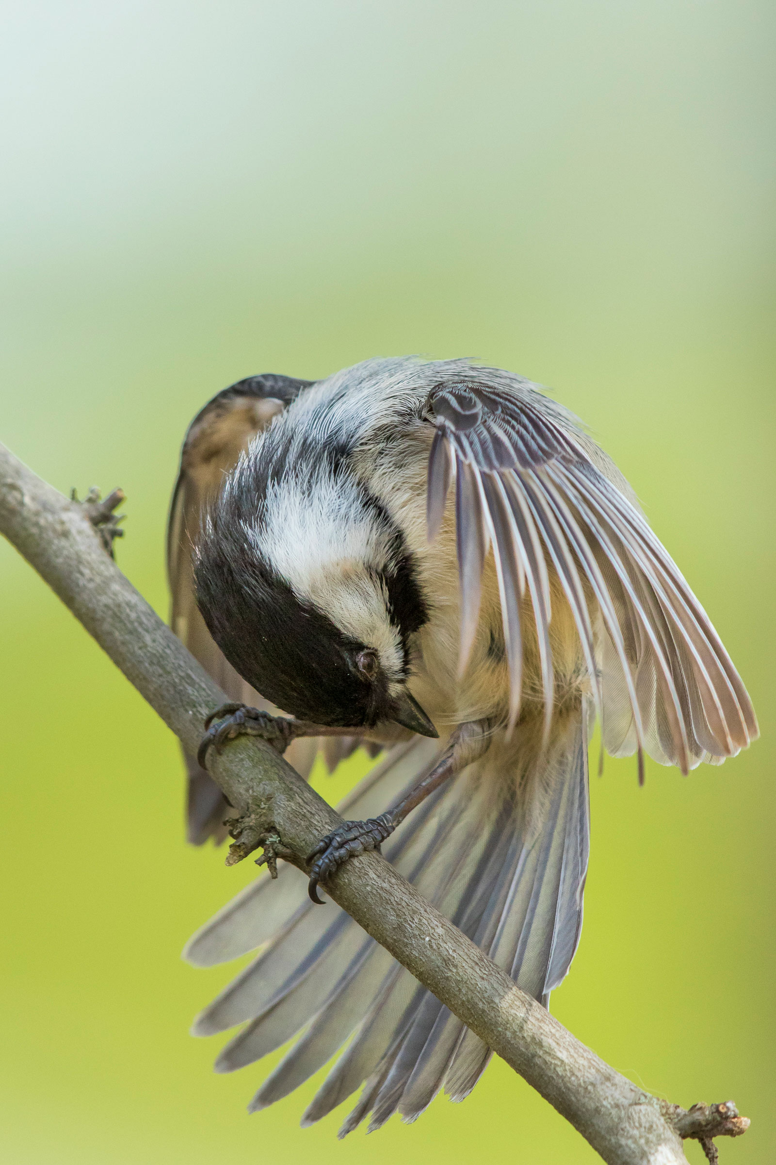 A Black-capped Chickadee grooms its feathers. Noppadol Paothong