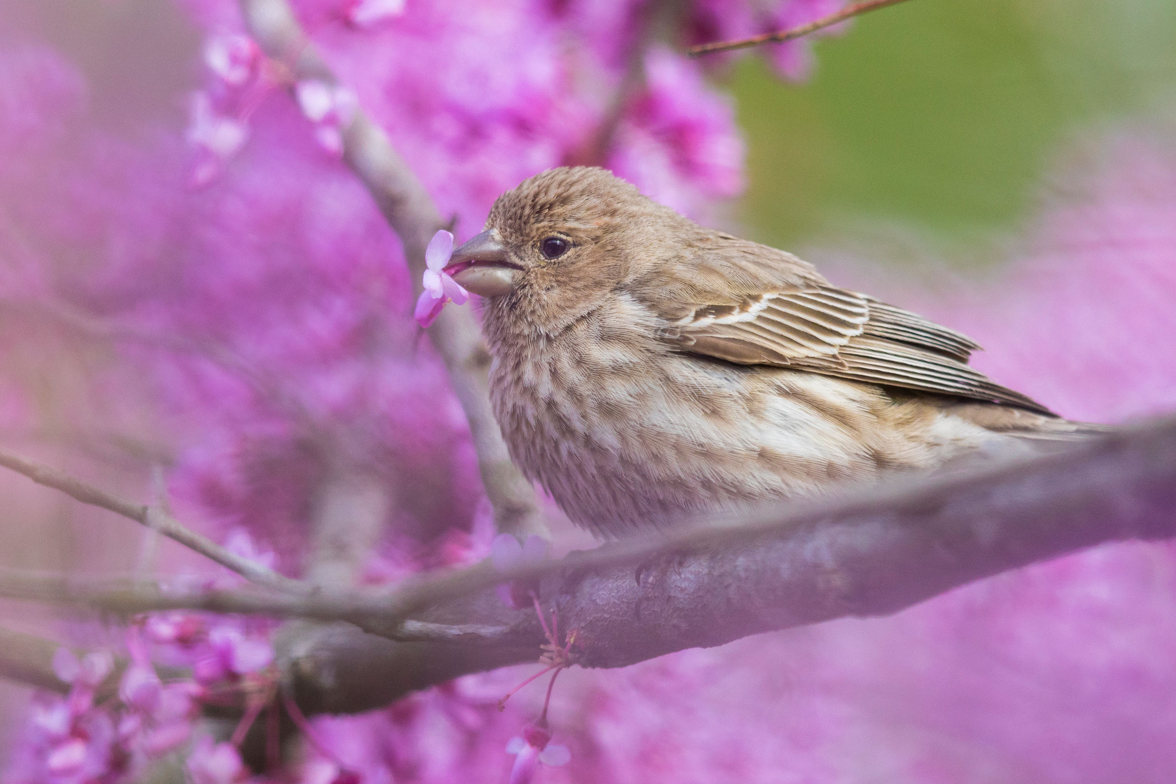 House Finch on Eastern Redbud. Noppadol Paothong
