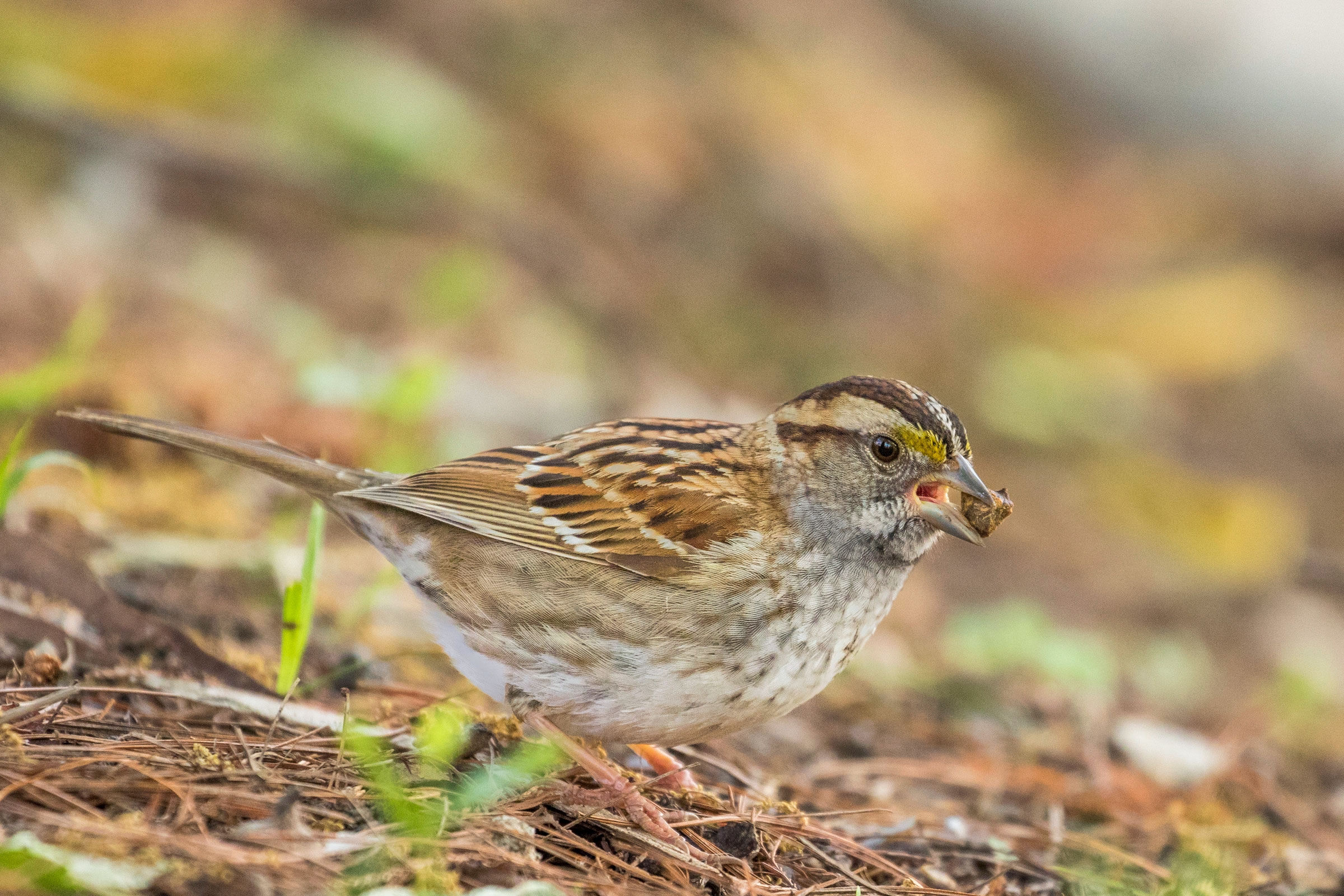 A White-throated Sparrow searches for food. Noppadol Paothong