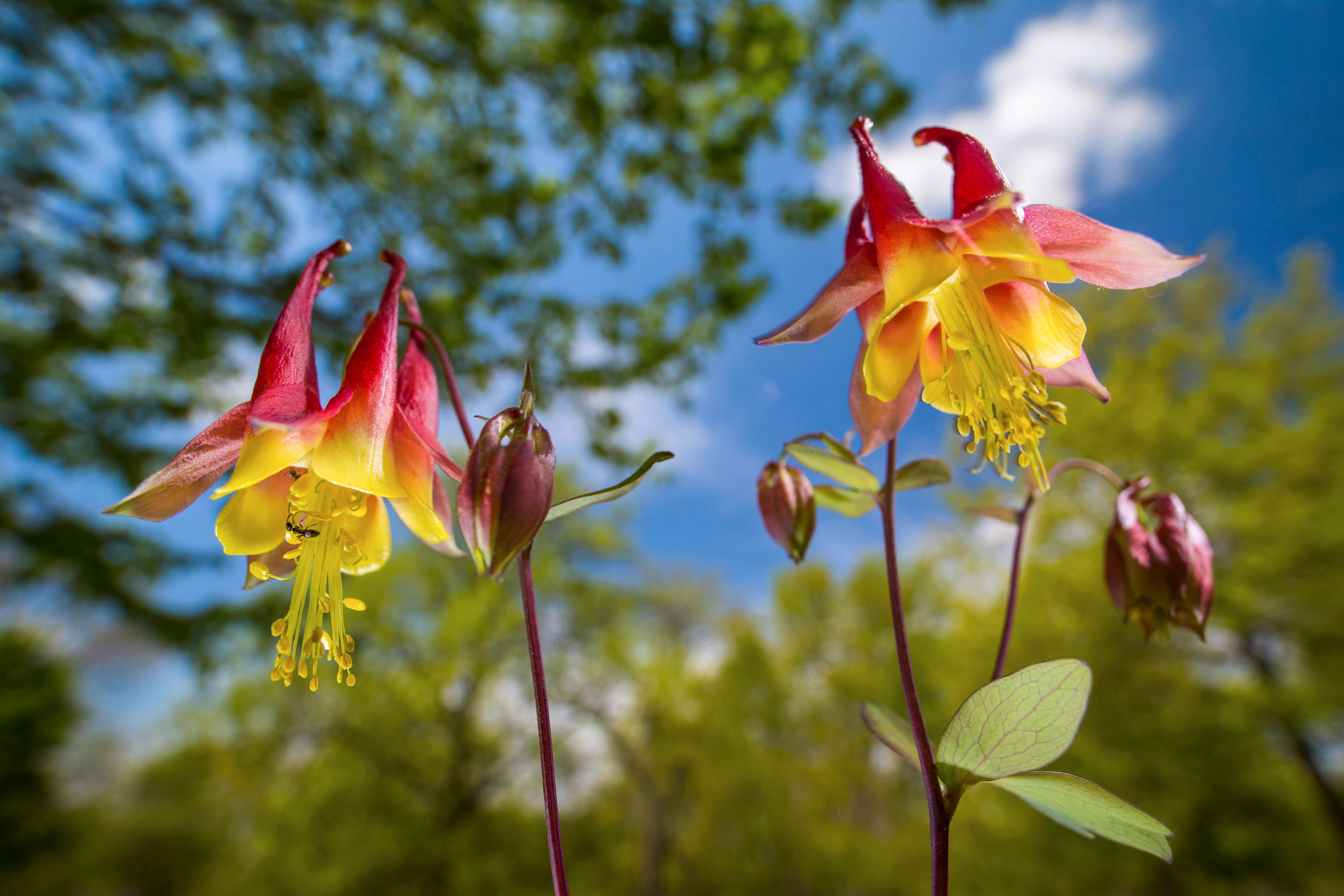 Red Columbine. Noppadol Paothong