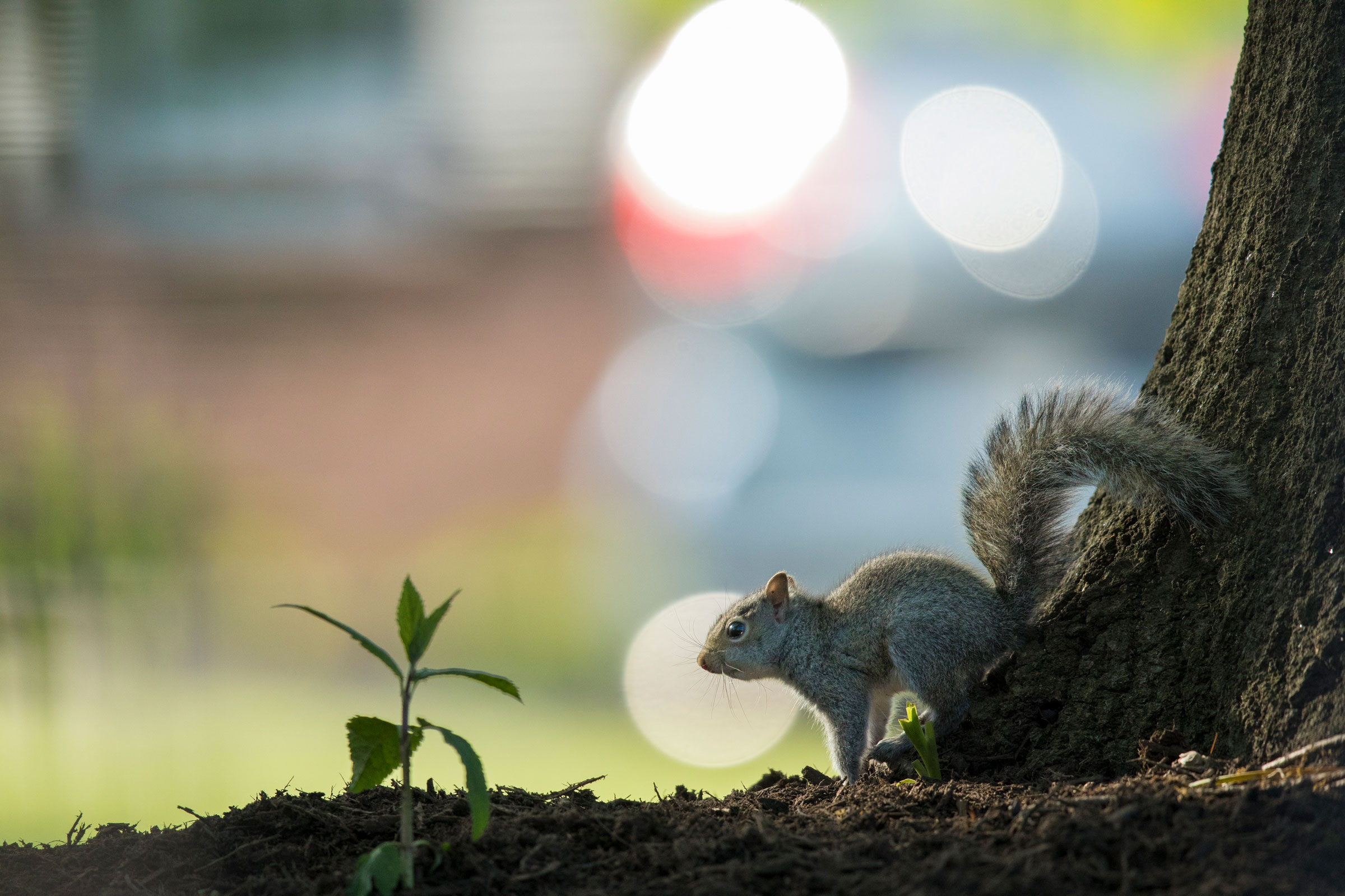 Gray squirrel. Noppadol Paothong