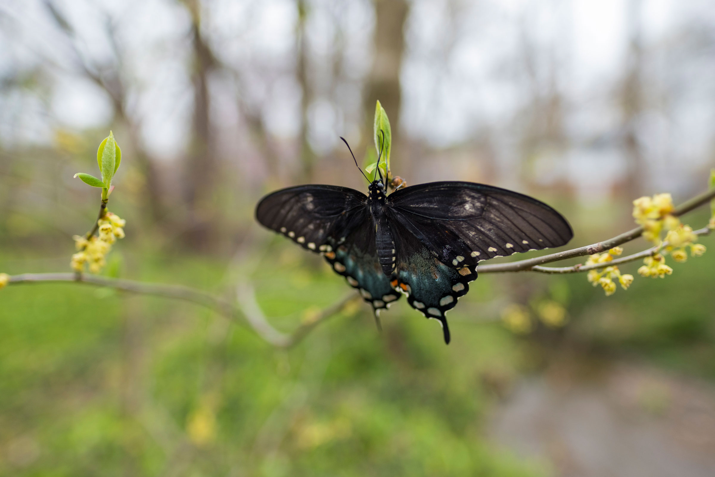 Spicebush Swallowtail on Spicebush. Noppadol Paothong