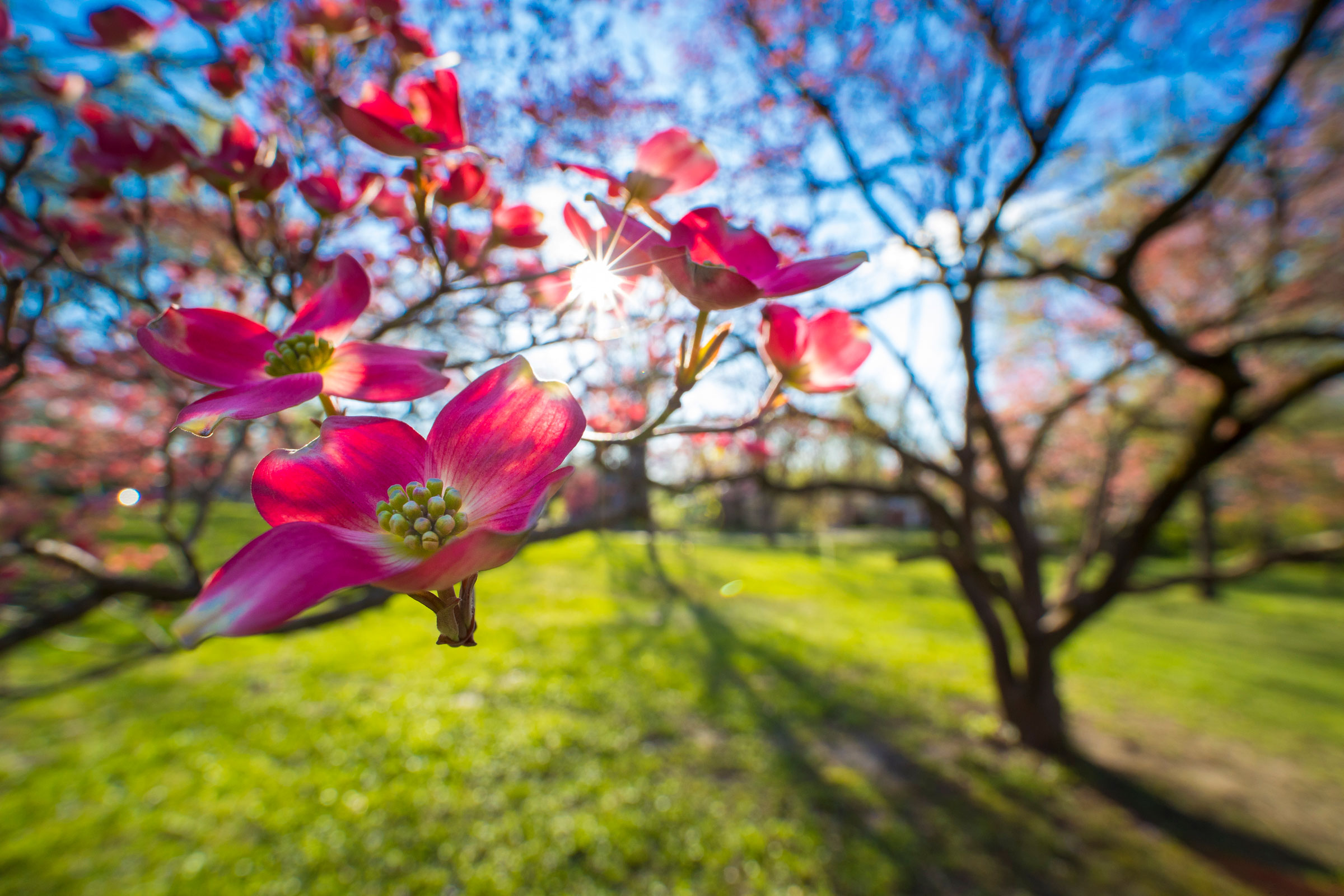 Flowering Dogwood. Noppadol Paothong