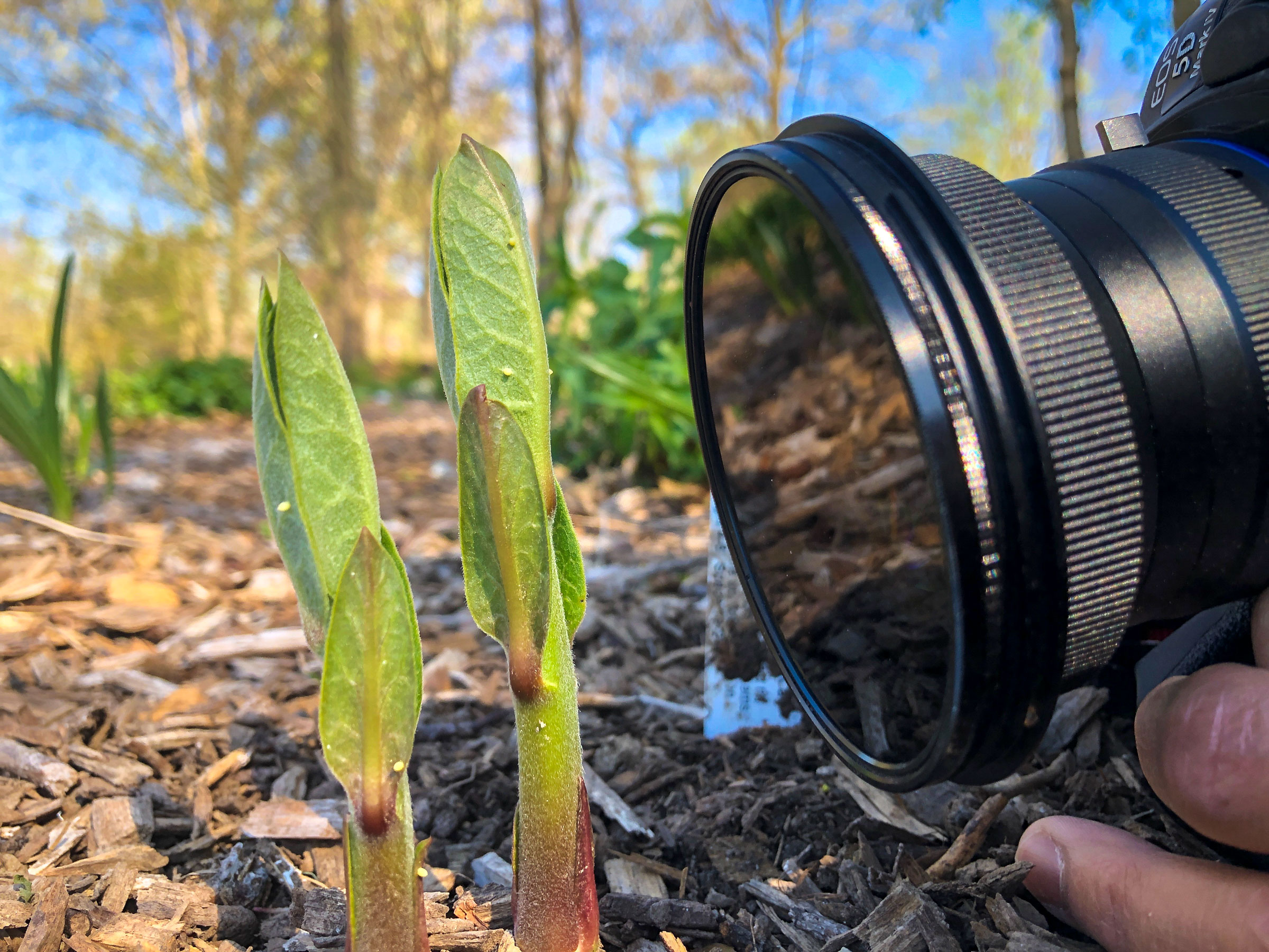 Monarch Butterfly eggs on milkweed. Noppadol Paothong