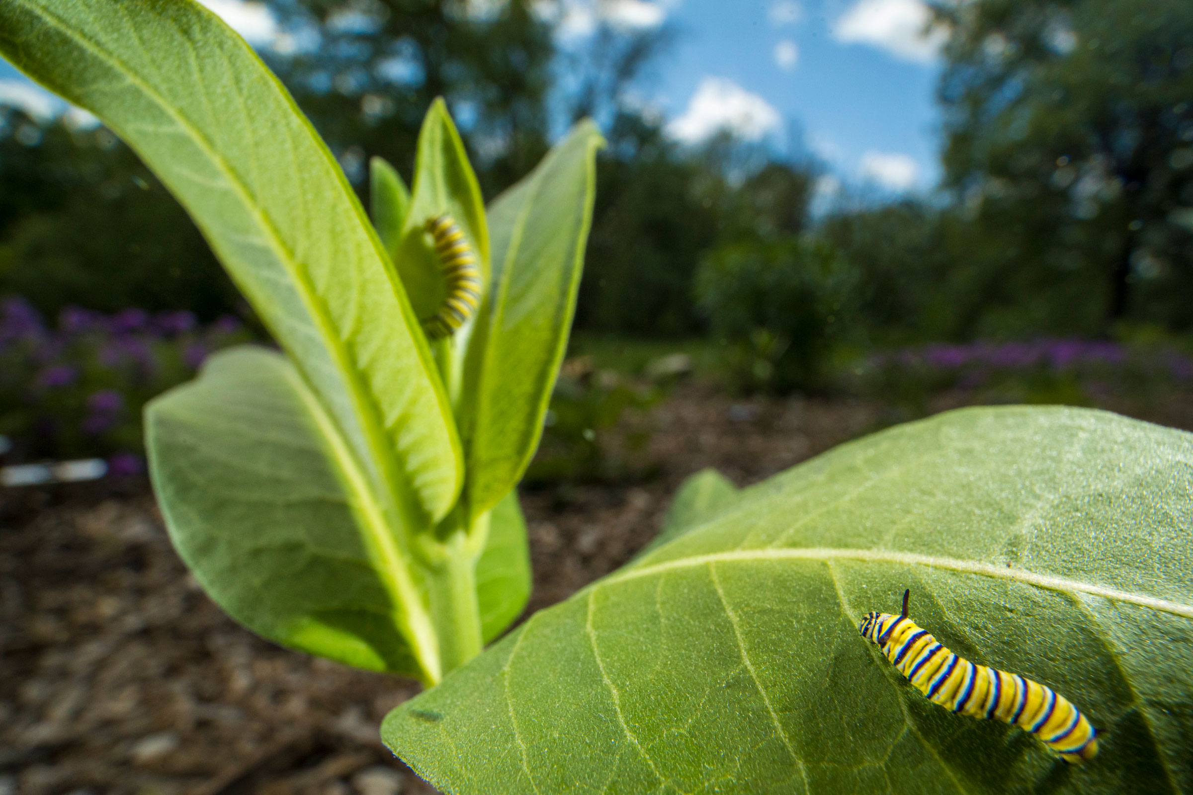 Monarch Caterpillars on milkweed. Noppadol Paothong