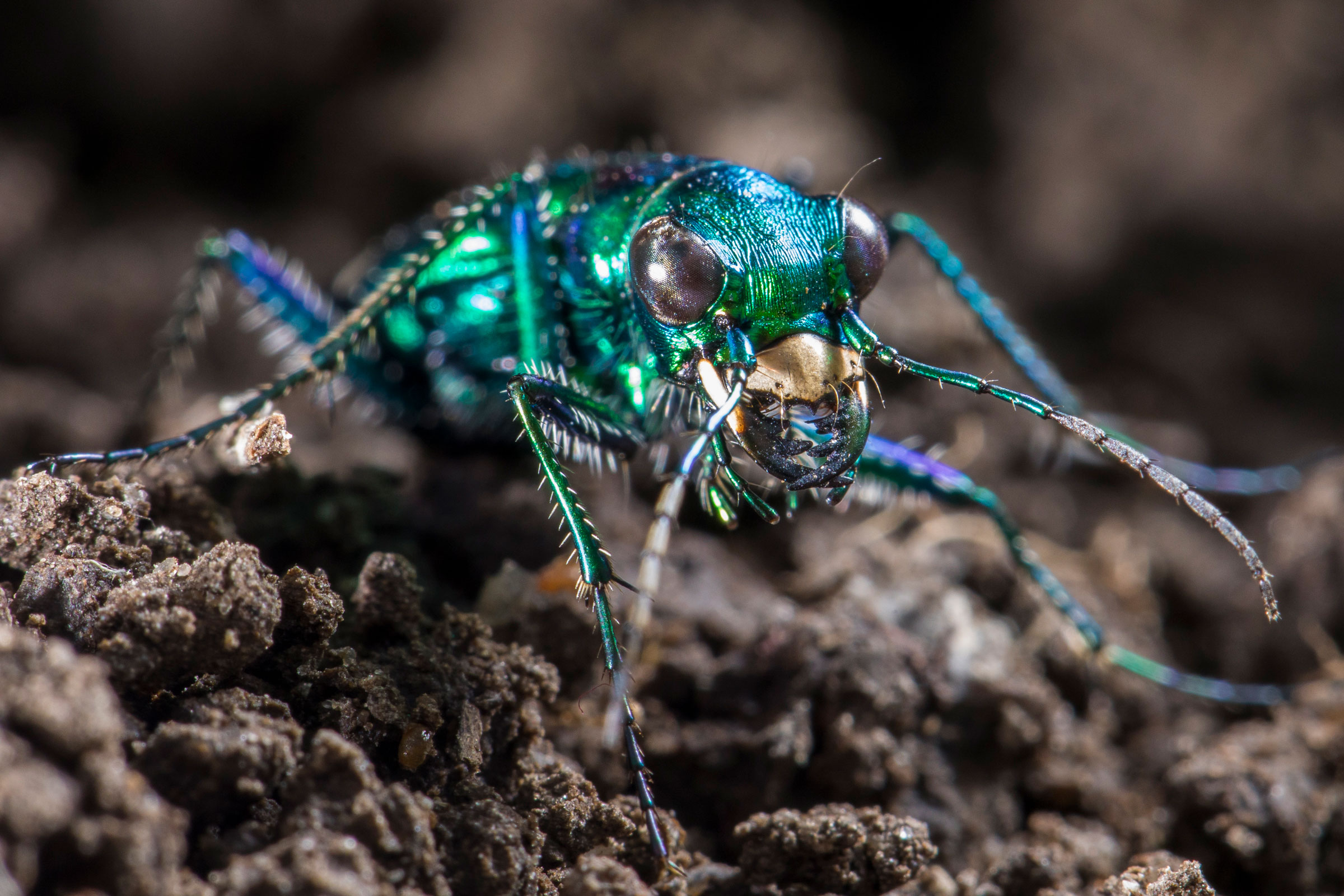 Tiger beetle. Noppadol Paothong