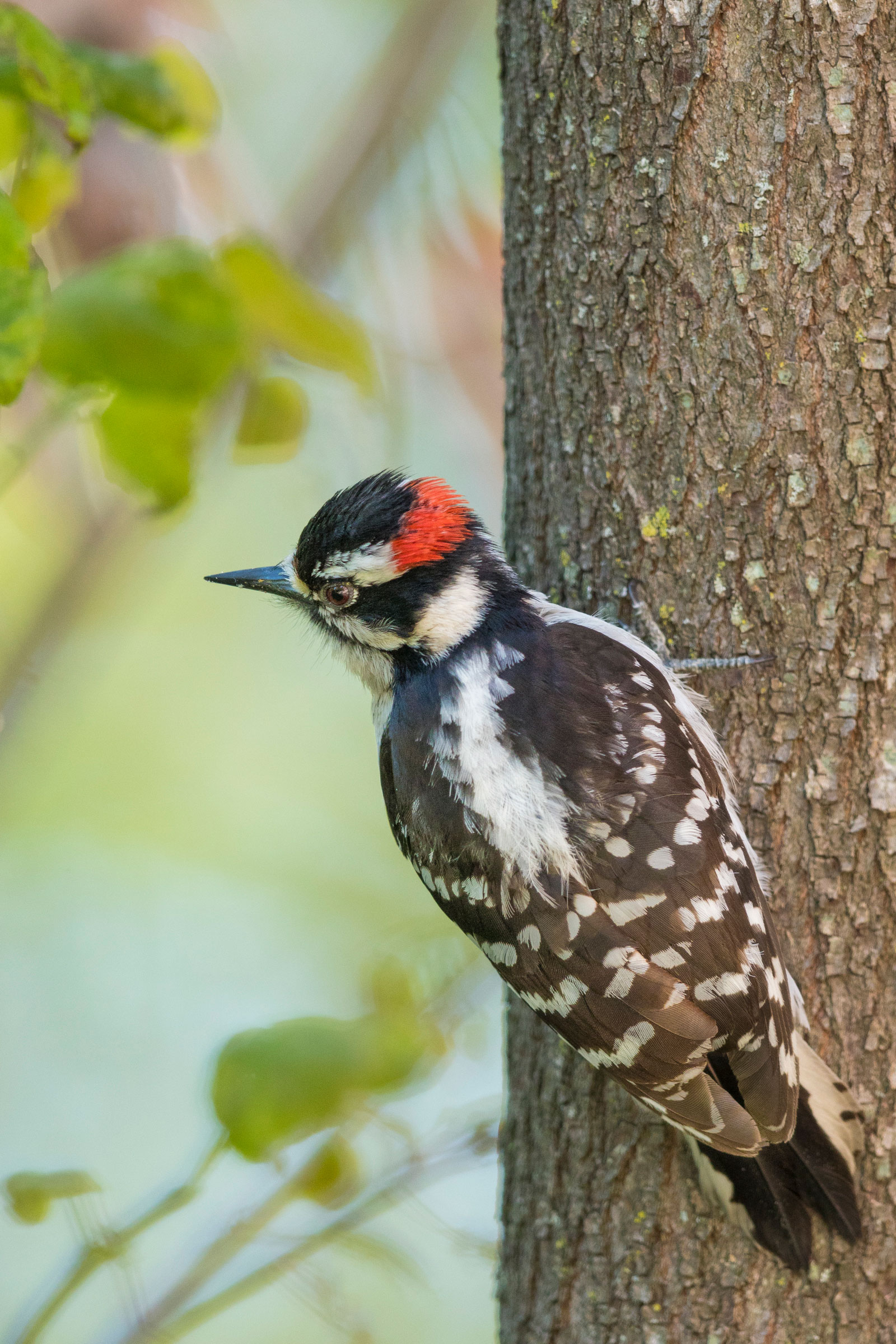 Downy Woodpecker. Noppadol Paothong