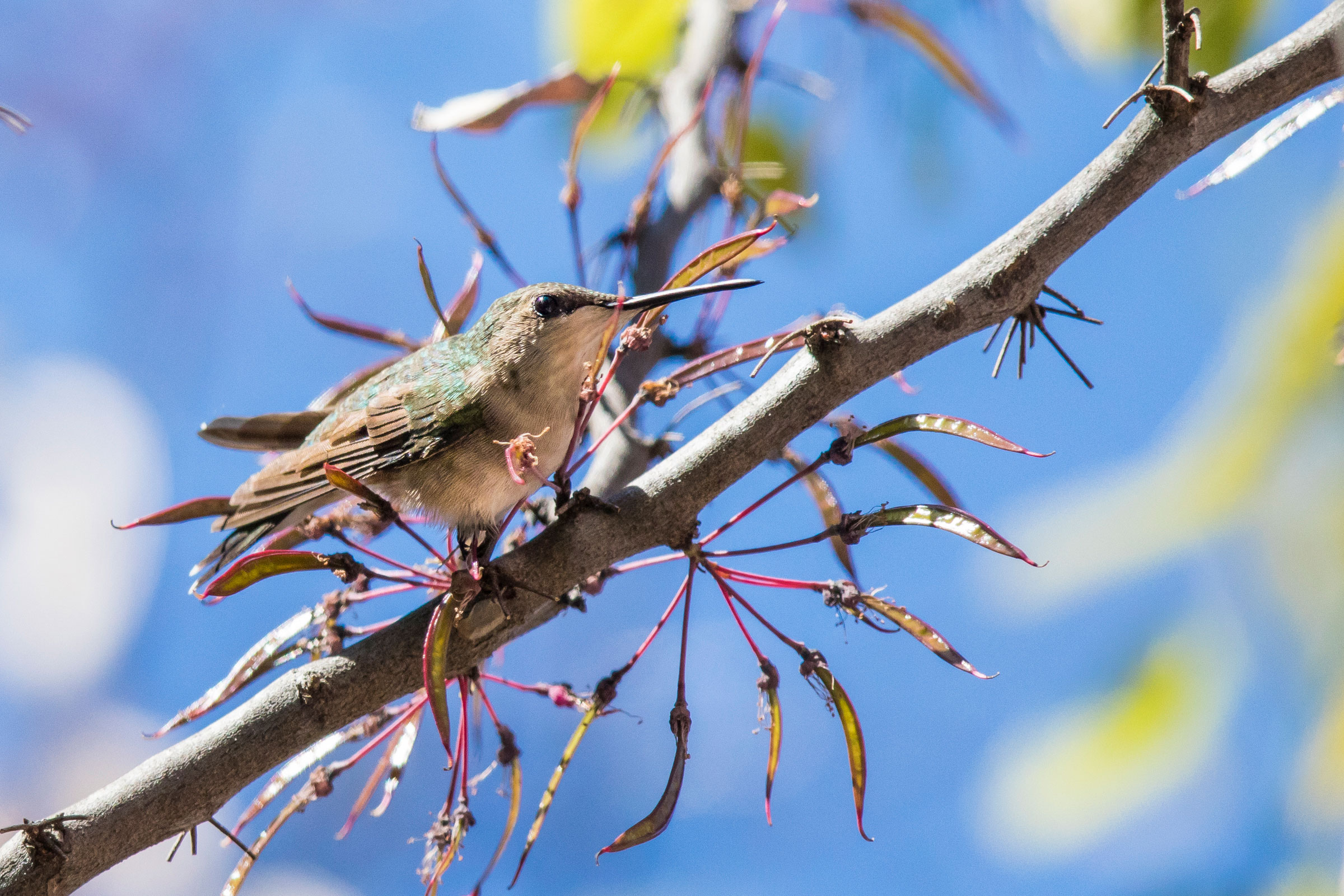 Ruby-throated Hummingbird. Noppadol Paothong