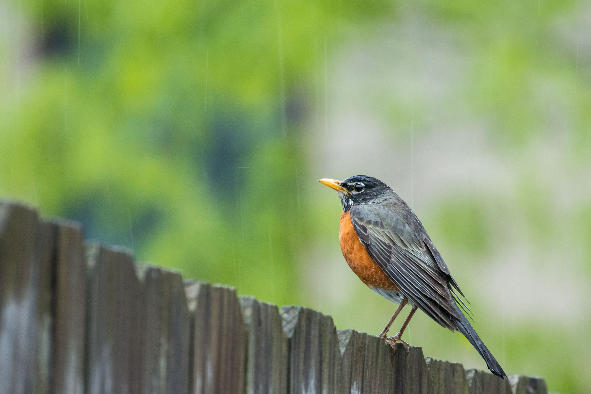 American Robin. Noppadol Paothong