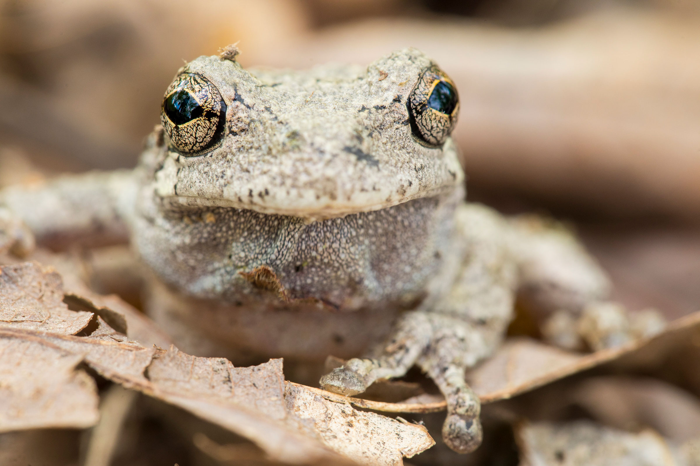 Gray Treefrog. Noppadol Paothong