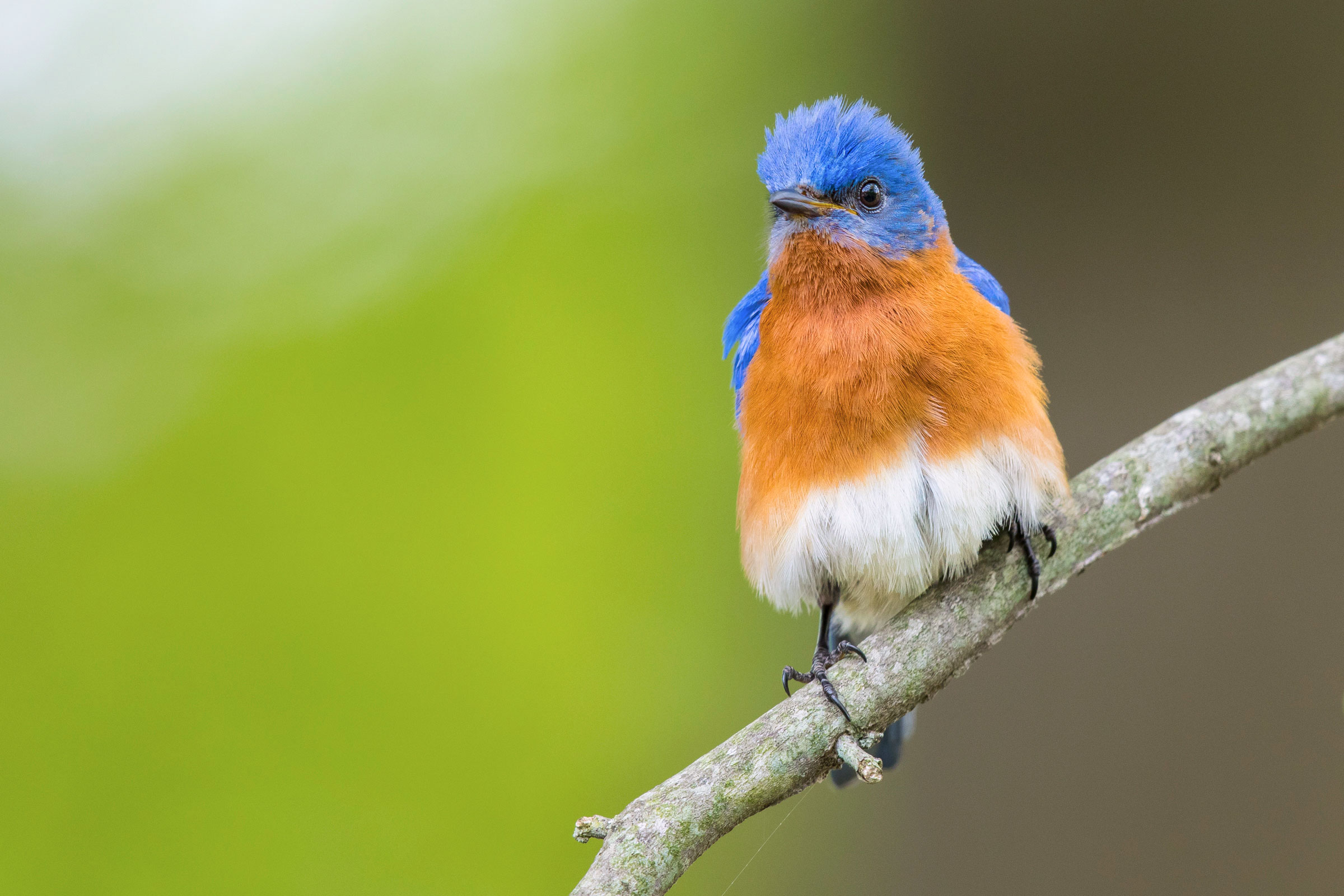 An Eastern Bluebird fluffs up after an afternoon rain. Noppadol Paothong