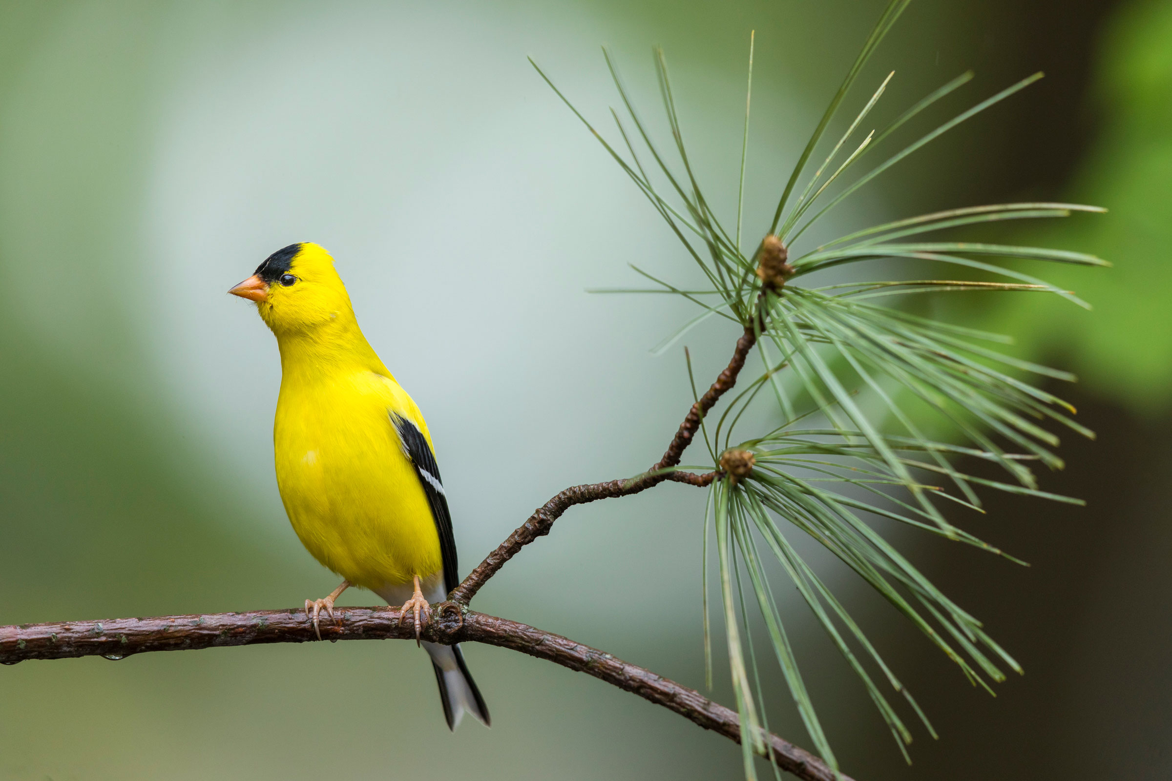 American Goldfinch. Noppadol Paothong