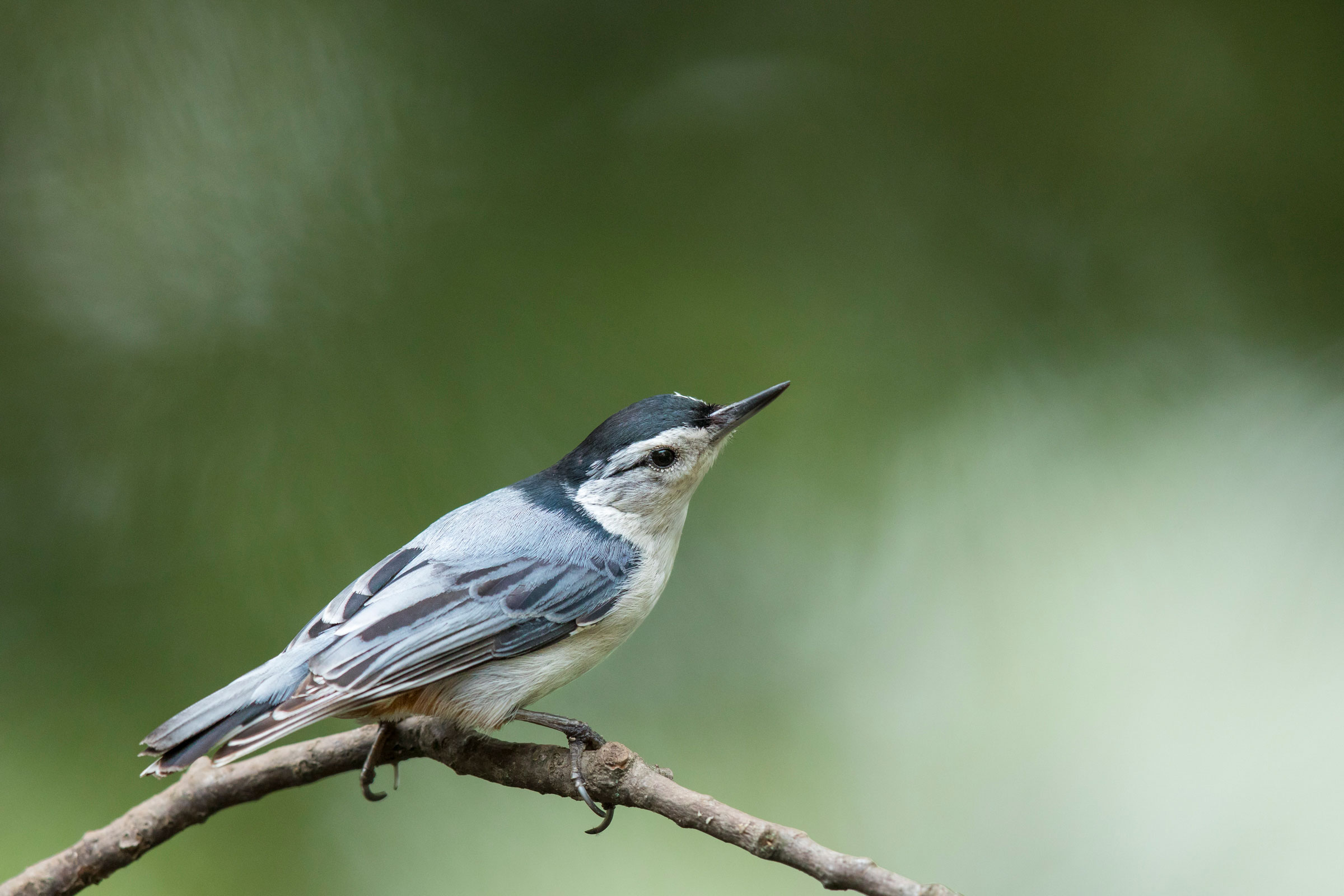 White-breasted Nuthatch. Noppadol Paothong