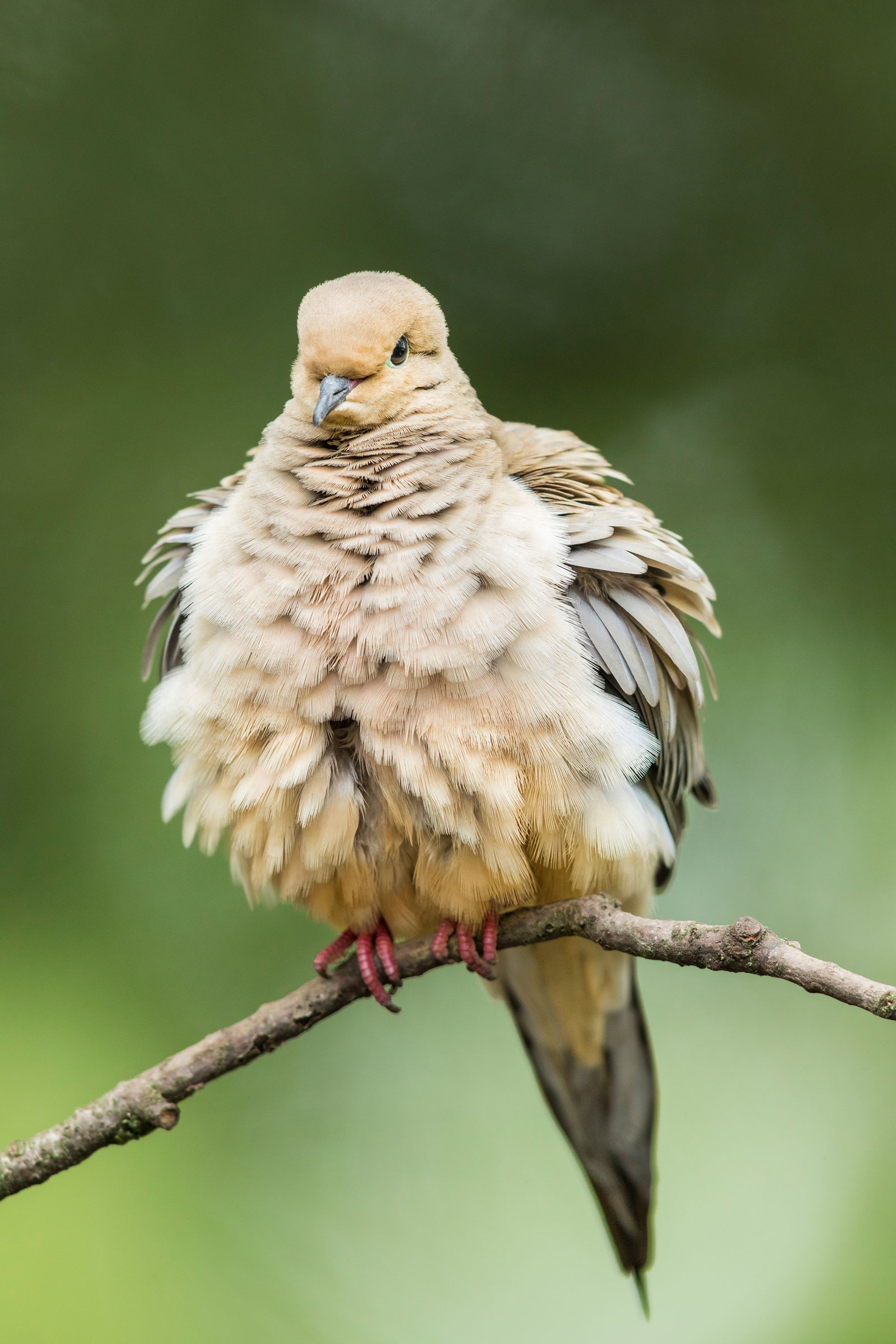 A Mourning Dove fluffs up to dry its feathers after an afternoon rain. Noppadol Paothong