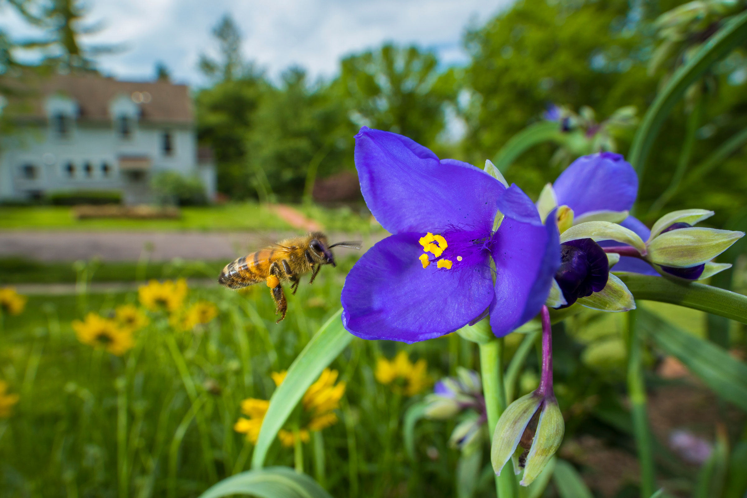 A Honey Bee hovers near spiderwort. Noppadol Paothong