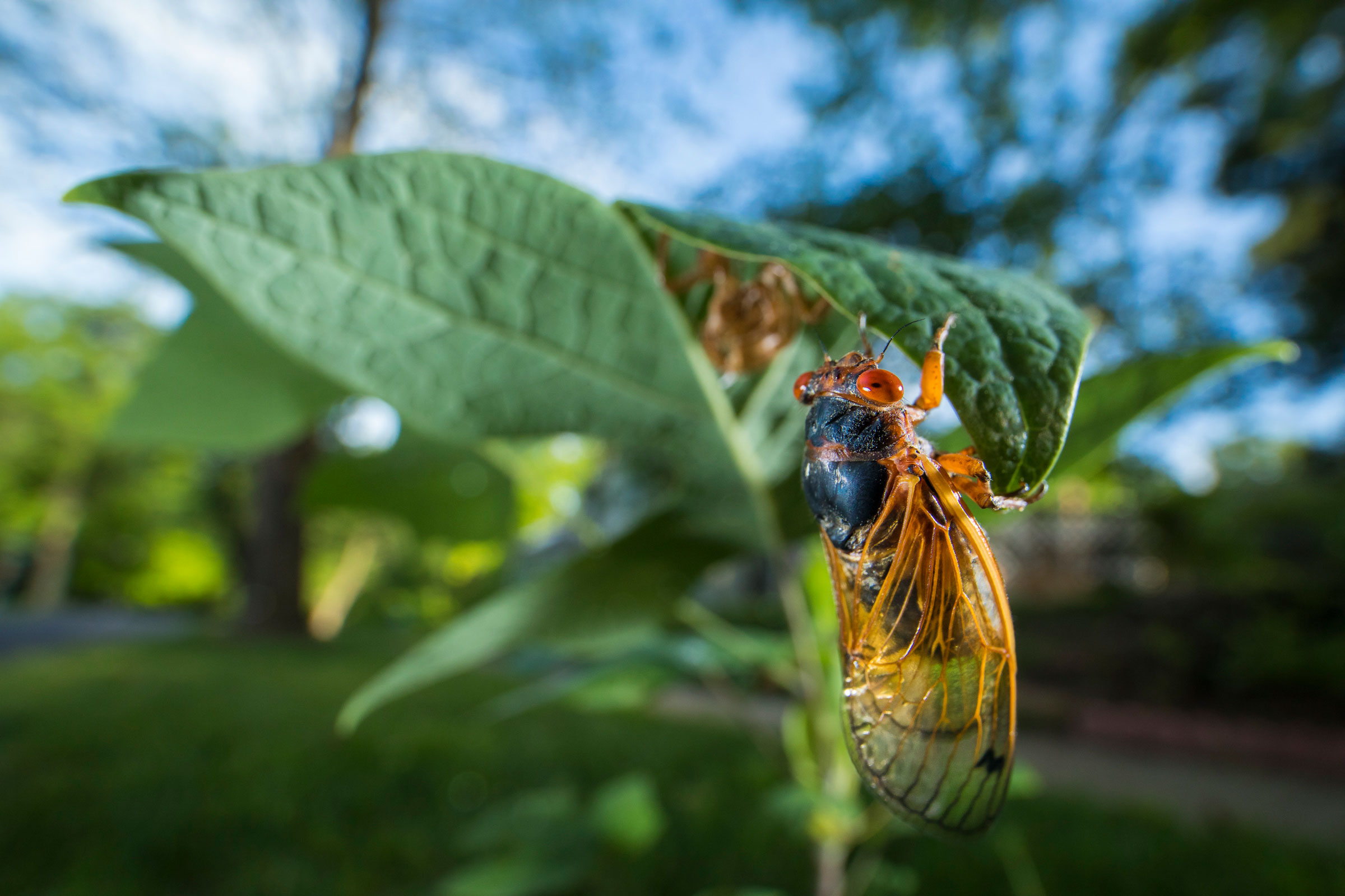 A newly emerged periodical cicada in early morning. Noppadol Paothong