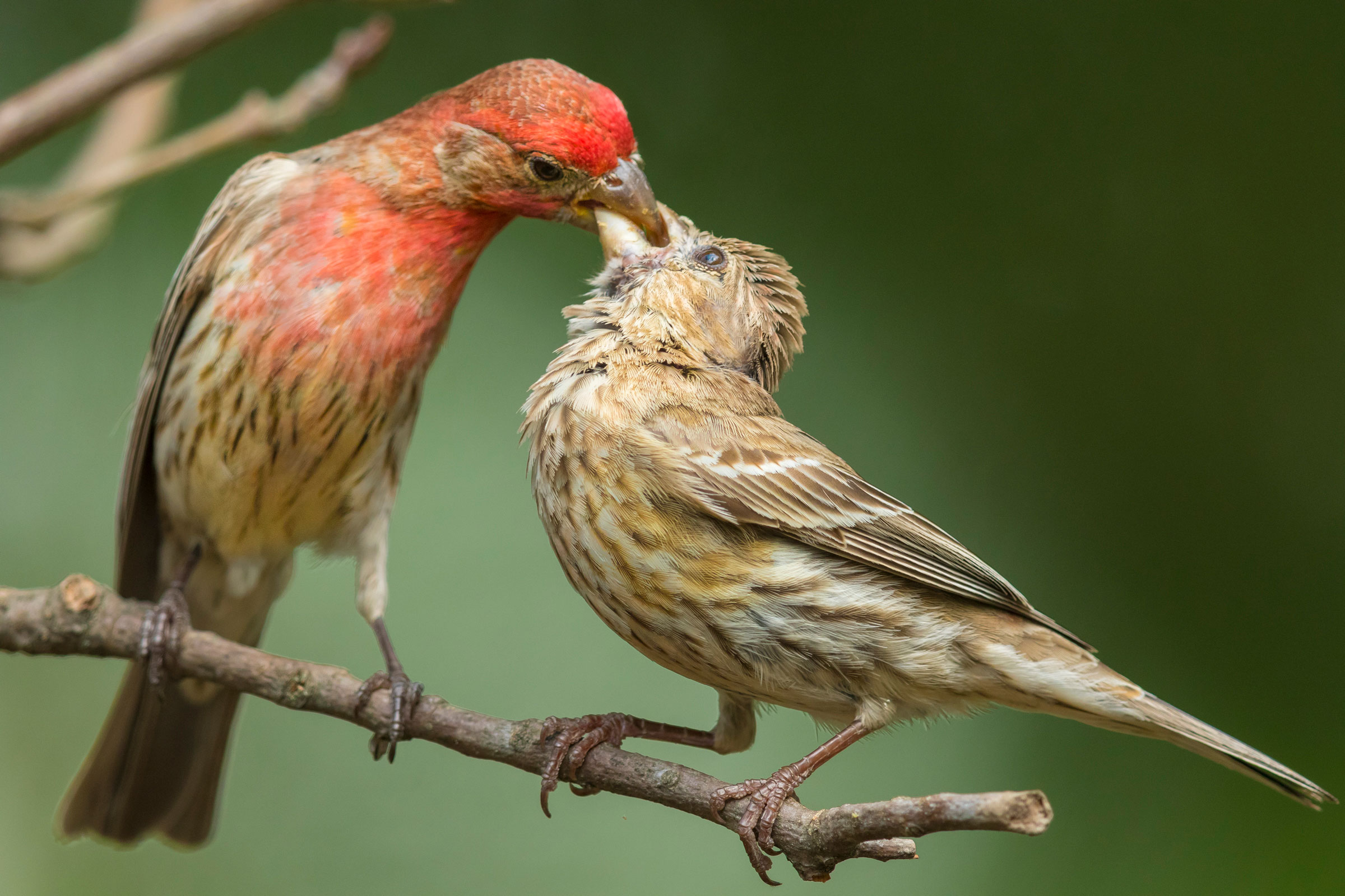 House Finches. Noppadol Paothong
