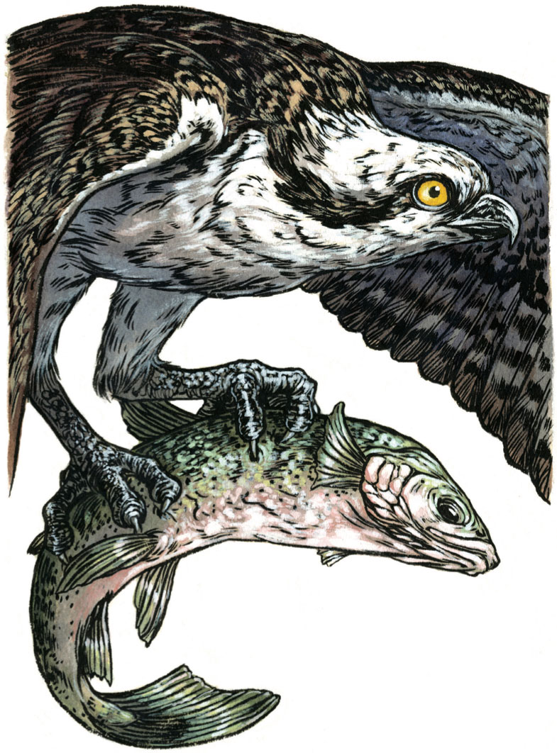 Osprey. Illustration: Emily Poole