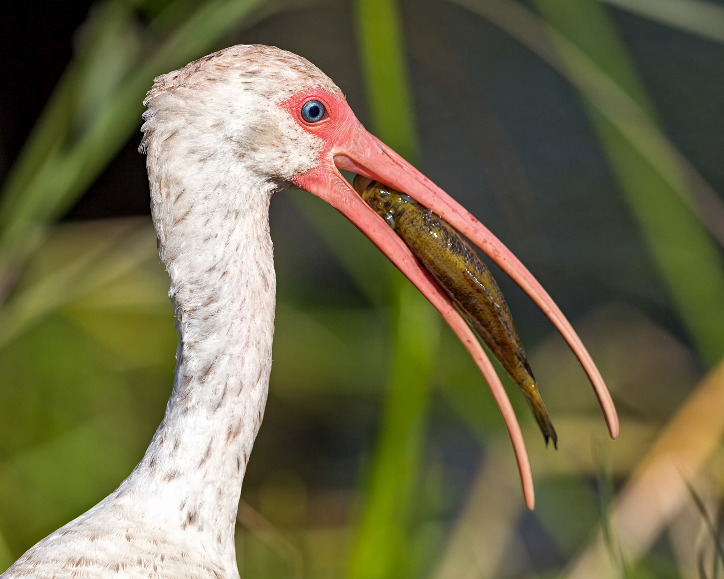 White Ibis White Ibis