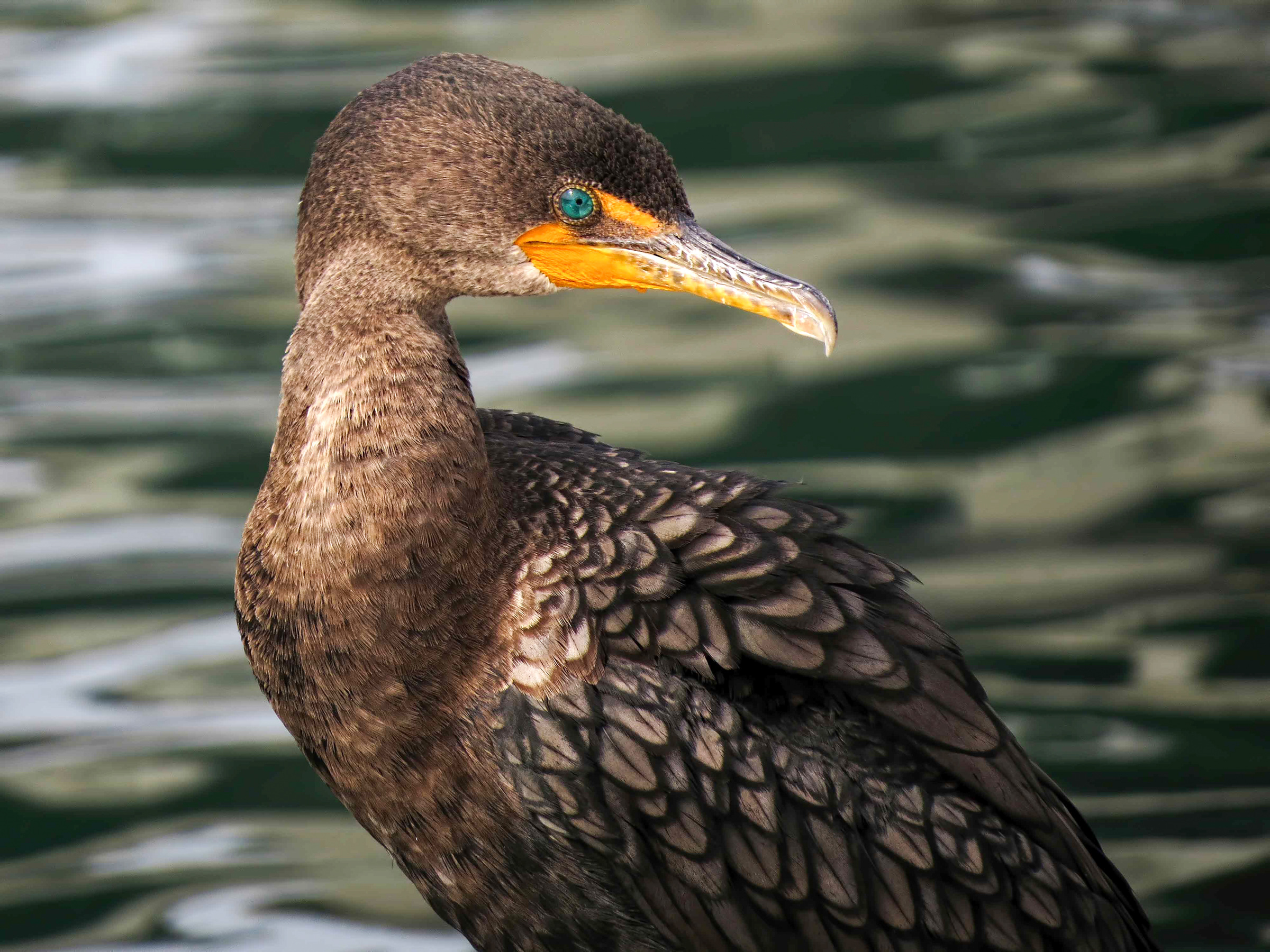 Double Crested Cormorant Juvenile