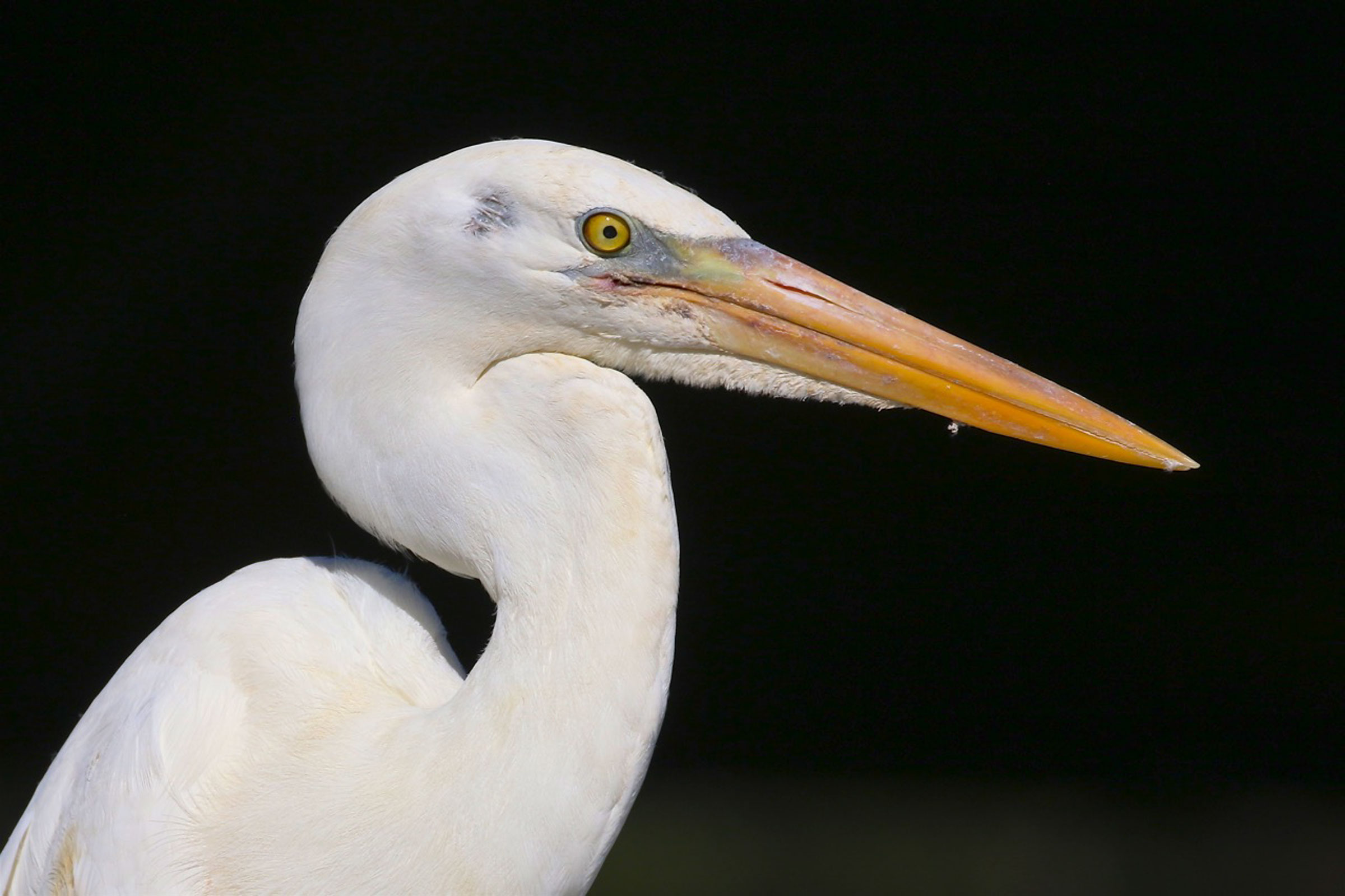 White wading bird crossword clue