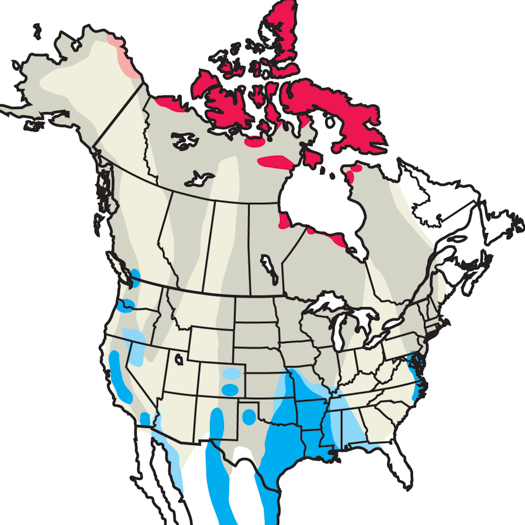 canadian goose migration path