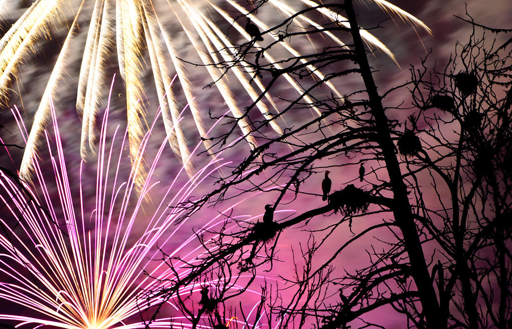 Are Fireworks Dangerous to Birds? Audubon