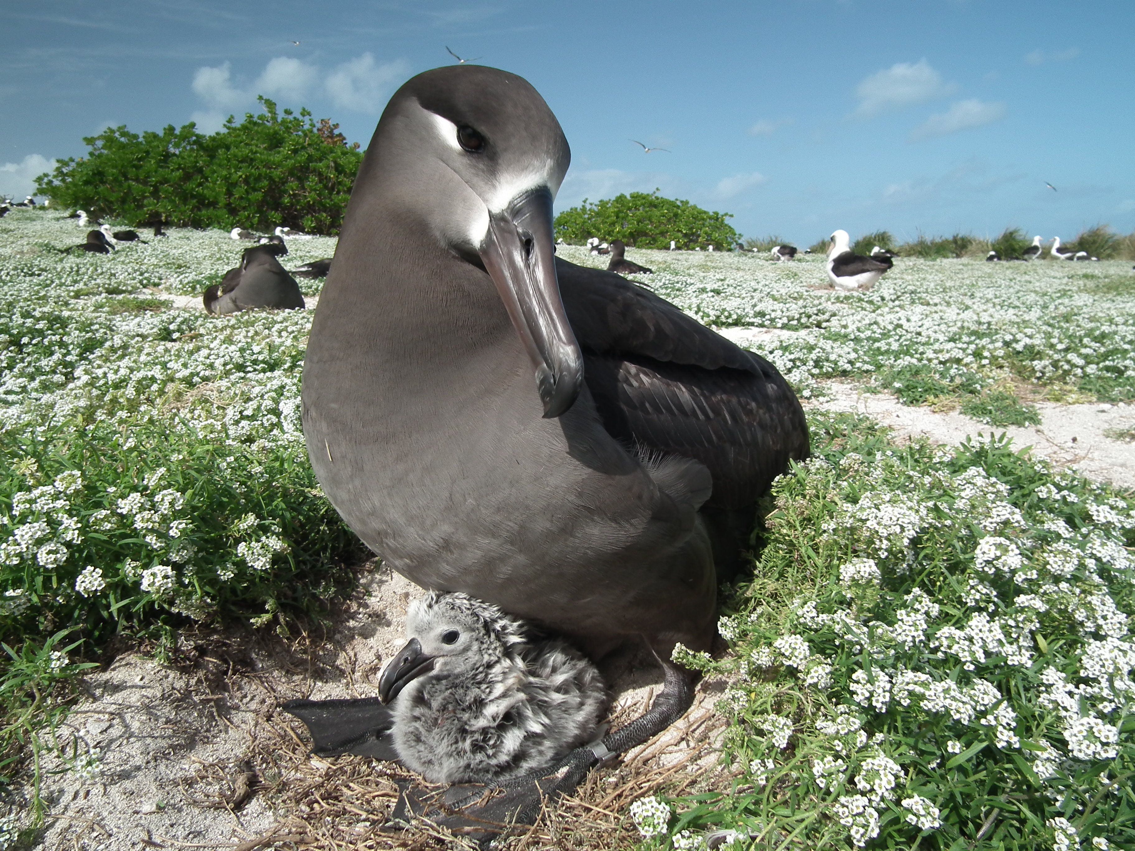 A Black-footed Albatross sits with a chick in the Midway Atoll. Laysan and other Black-footed Albatross are in the background. Wieteke Holthuijzen