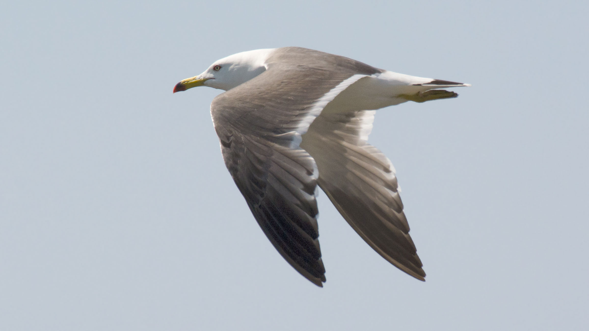 Blacktailed Gull Audubon Field Guide