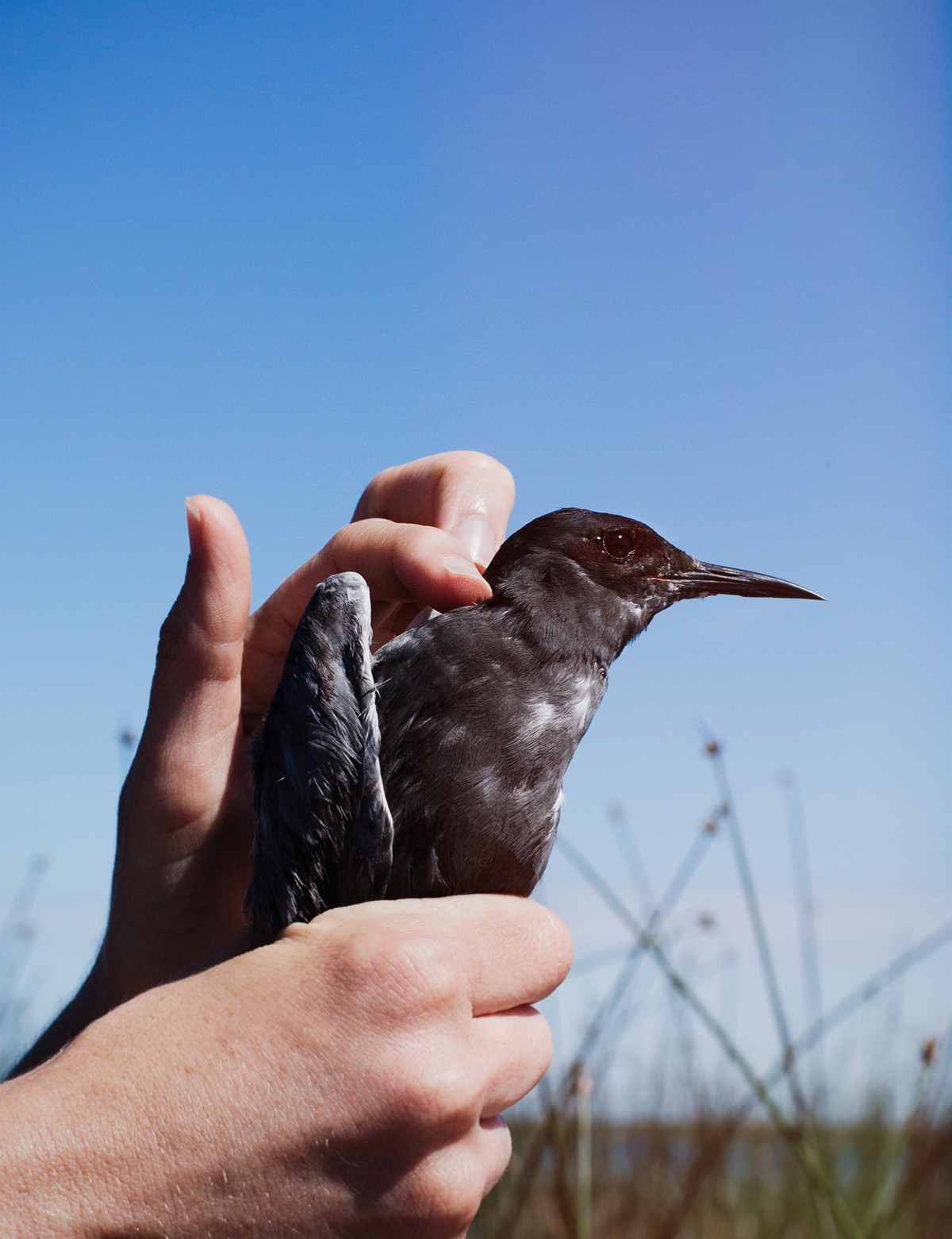 Erin Rowan, a Detroit Audubon volunteer, handles an adult Black Tern before releasing it back to the colony. Mike Fernandez/Audubon
