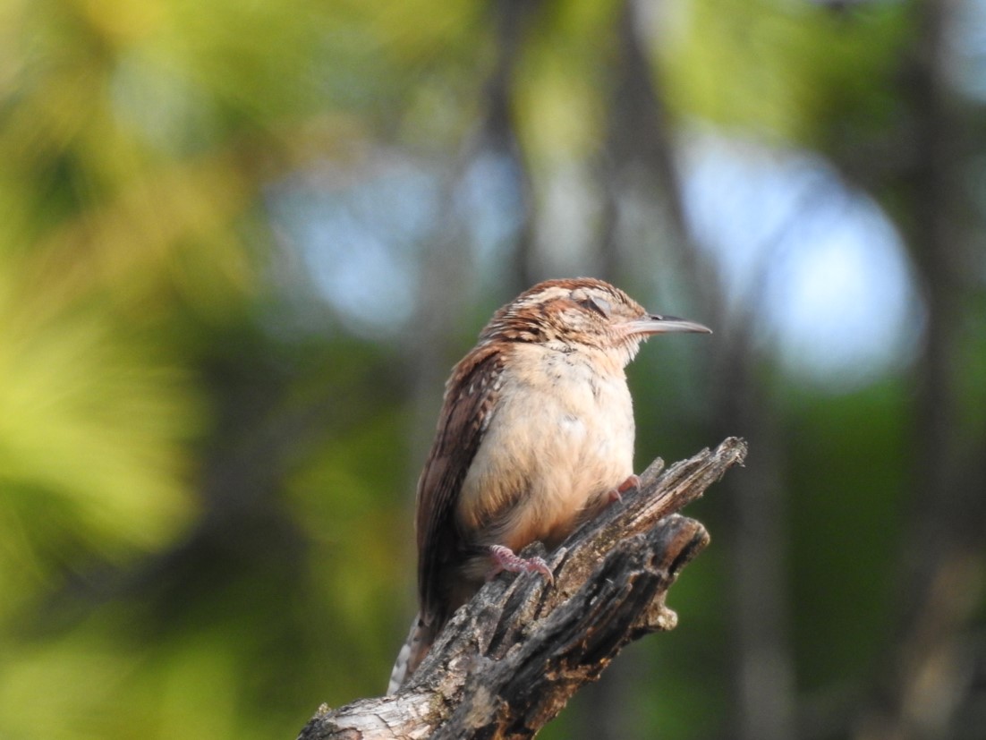Carolina Wren Carolina Wren