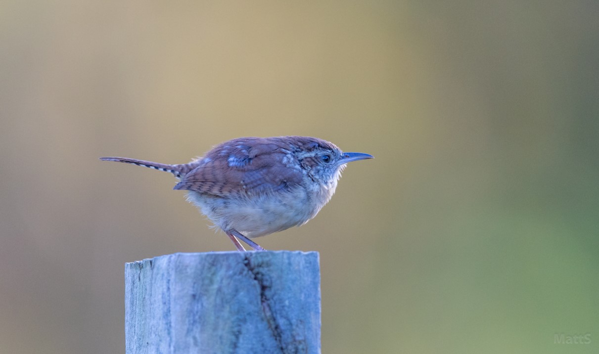 Carolina Wren Carolina Wren